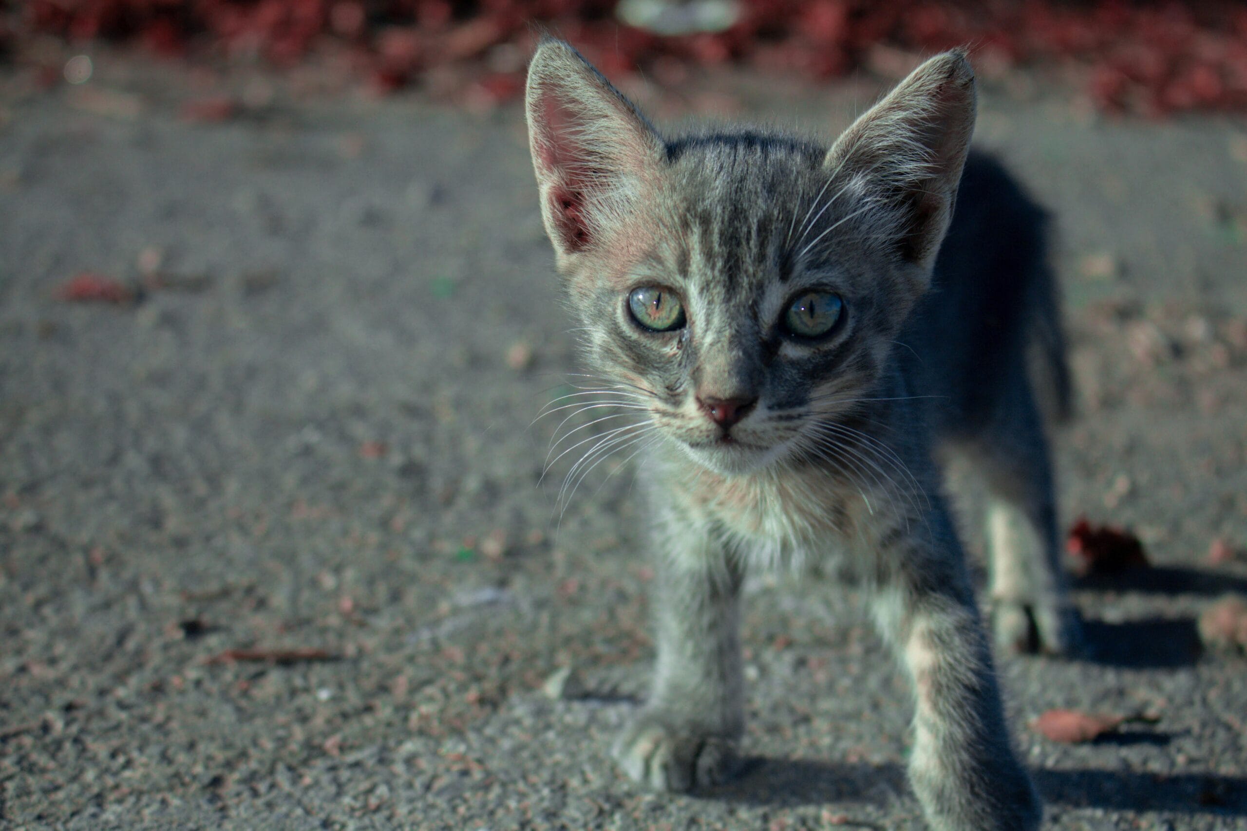 How Old Do Cats Have To Be To Get Fixed