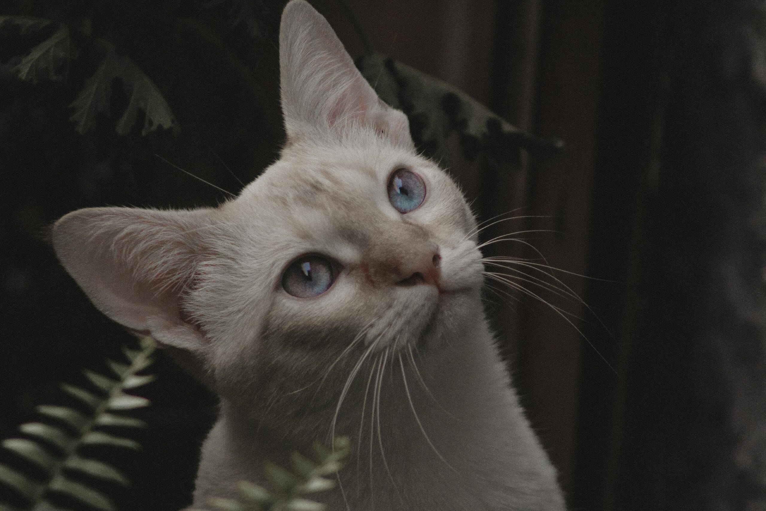 When Do Cats Fur Grow The Most