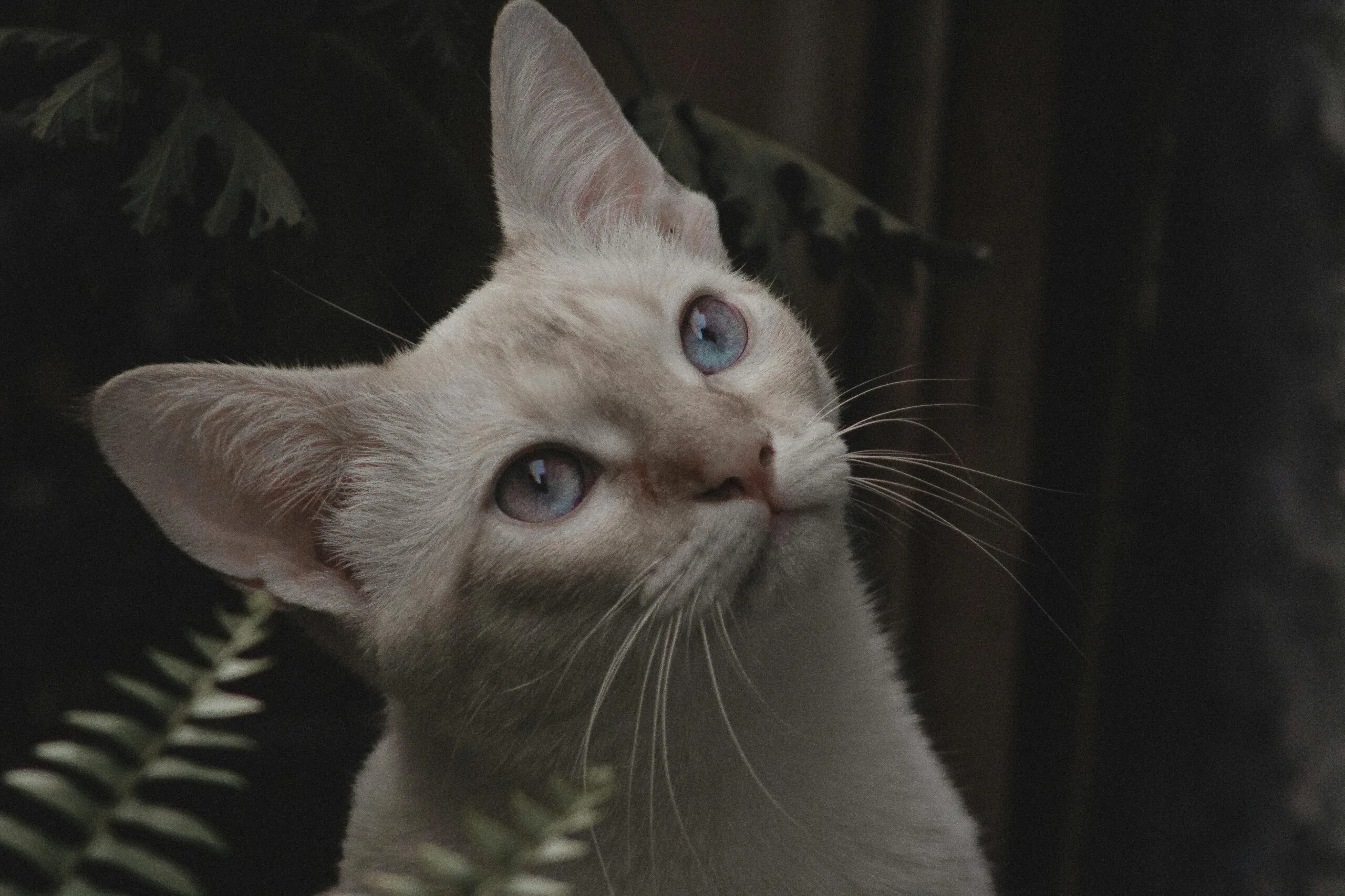 When Do Cats Fur Grow The Most