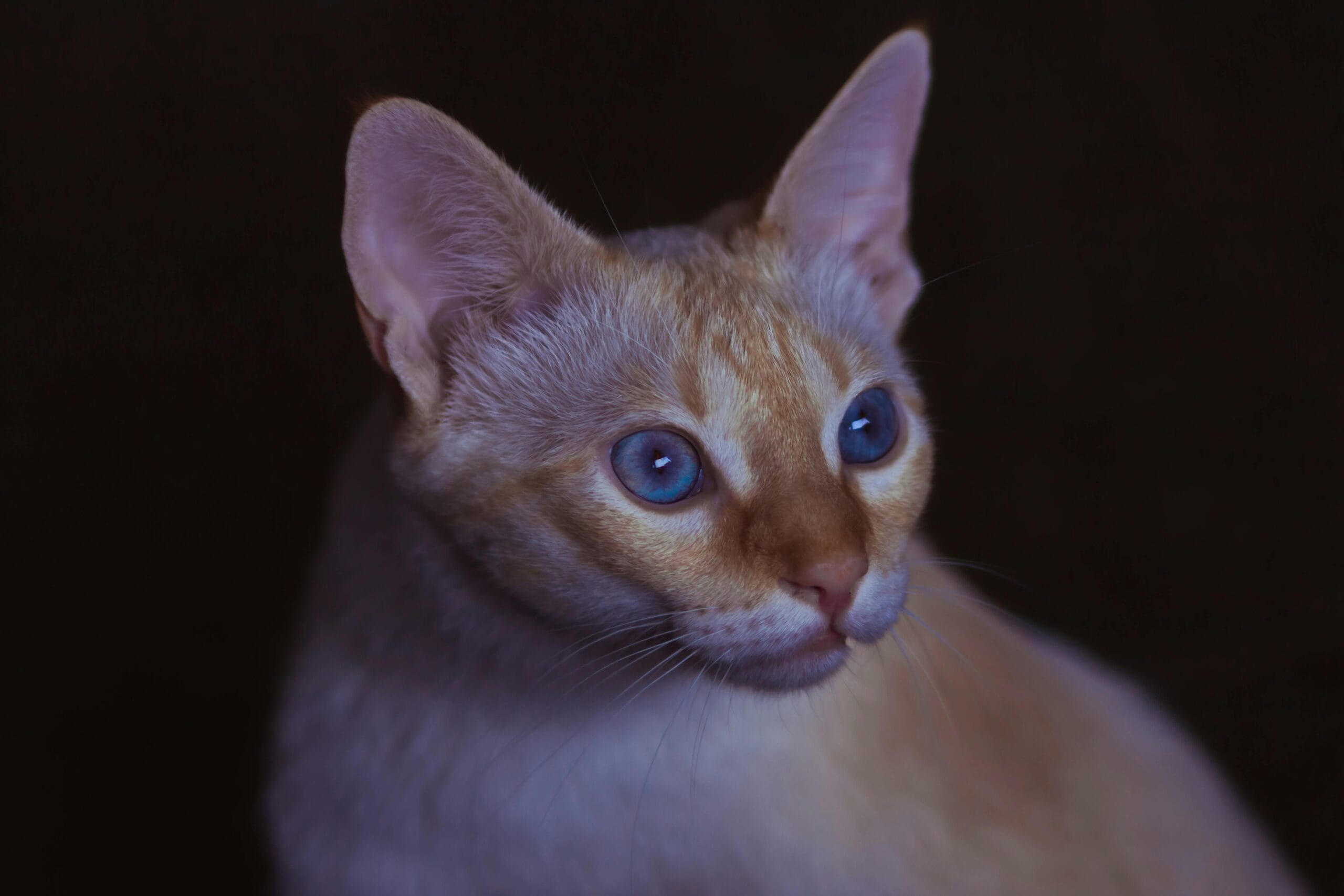 Why Do Cats Yell When Carrying A Toy