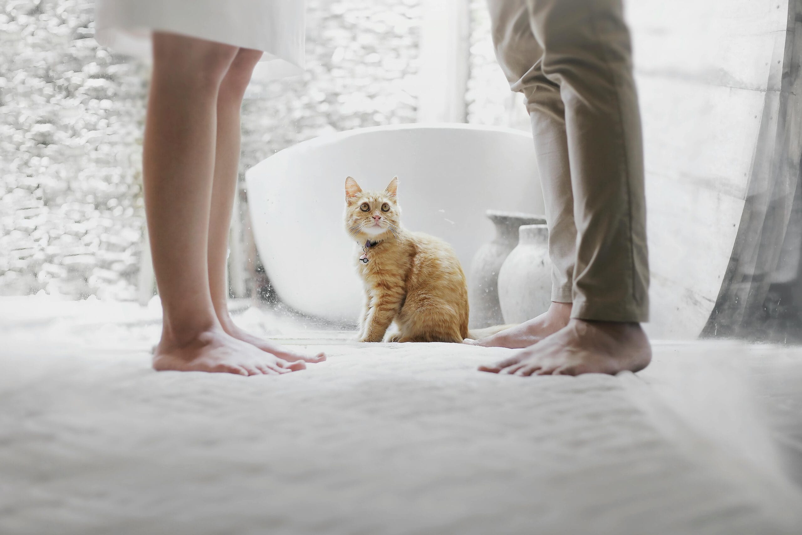 How To Tell Bad Cat Clogged