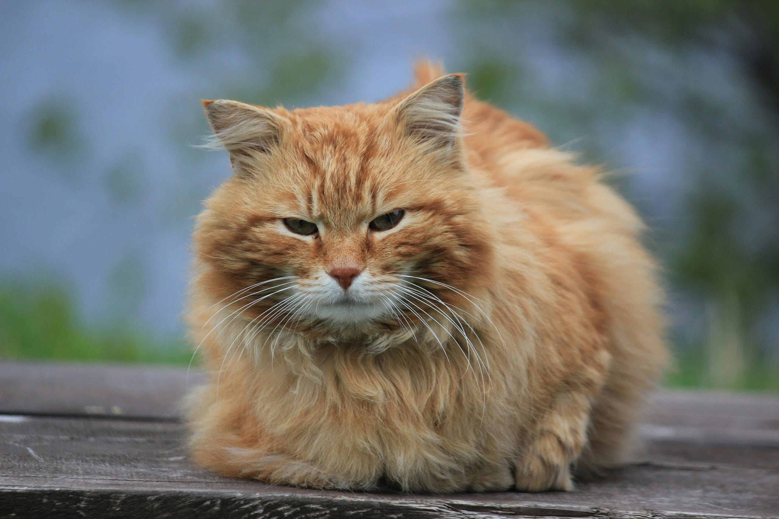 Can Cats Eat Cashews