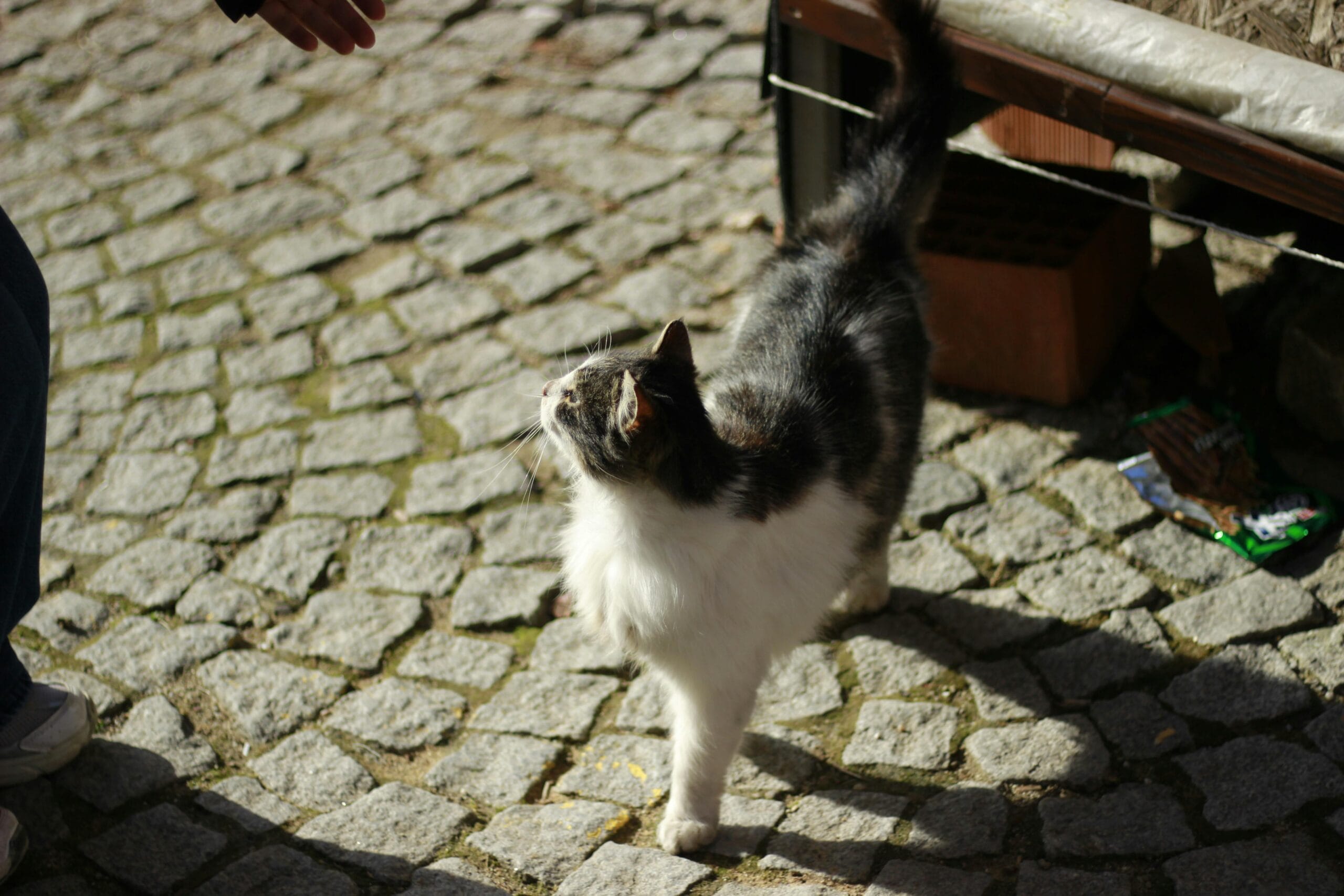 Can Cats Taste Spice