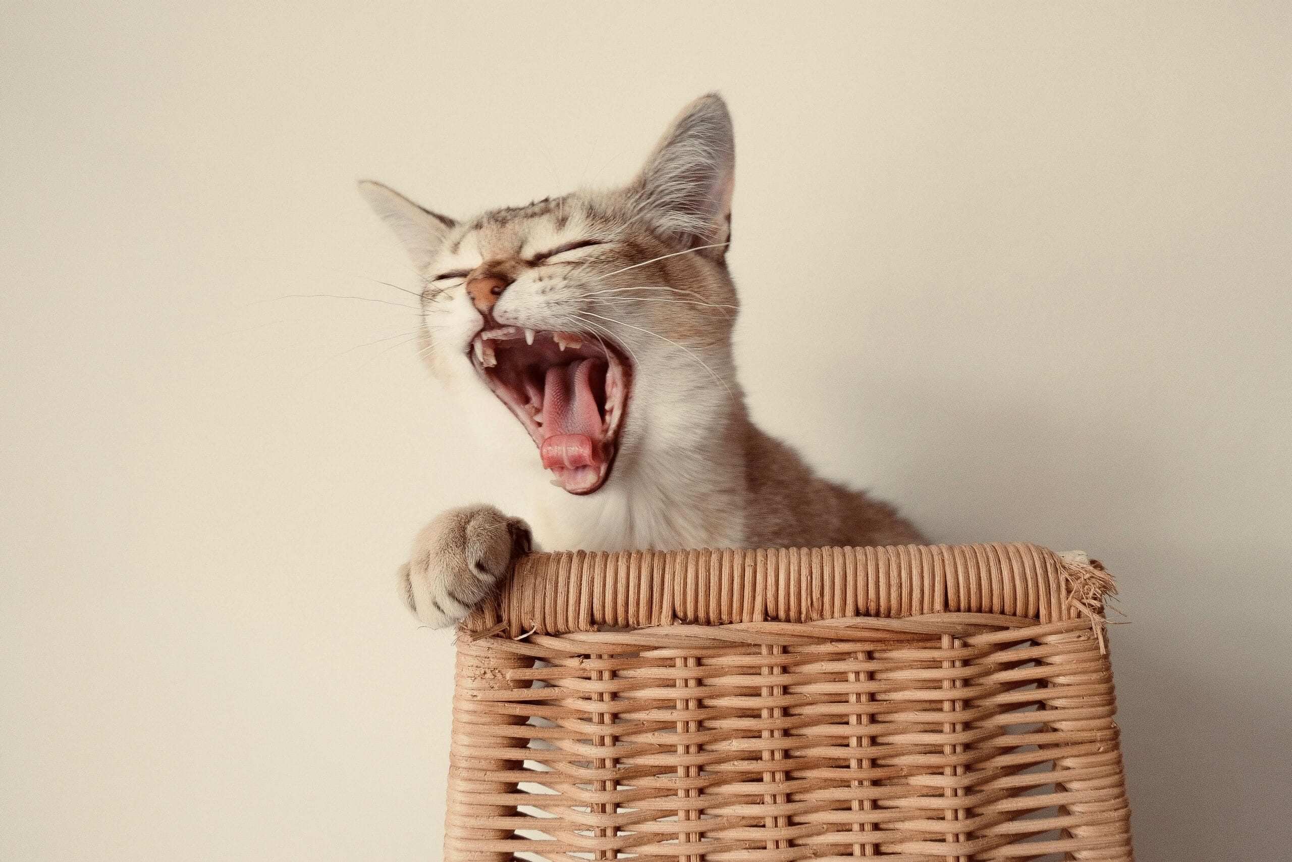 Why Do Cats Tails Fall Off