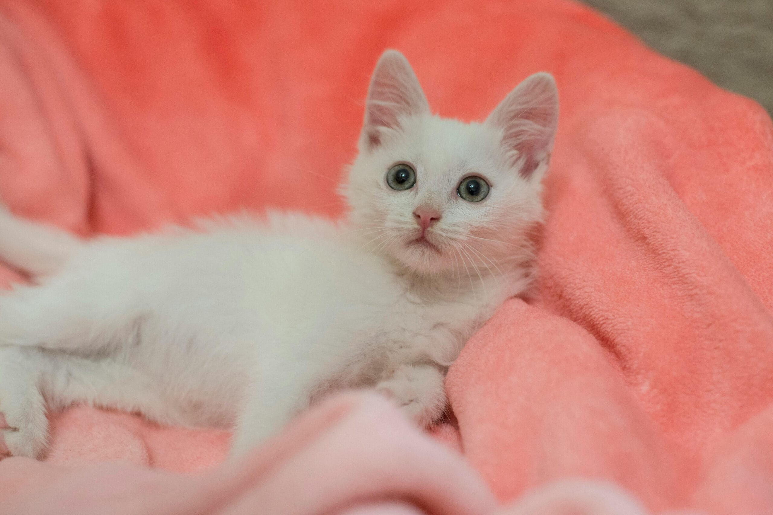 Why Do Cats Wag Their Tails While Lying Down