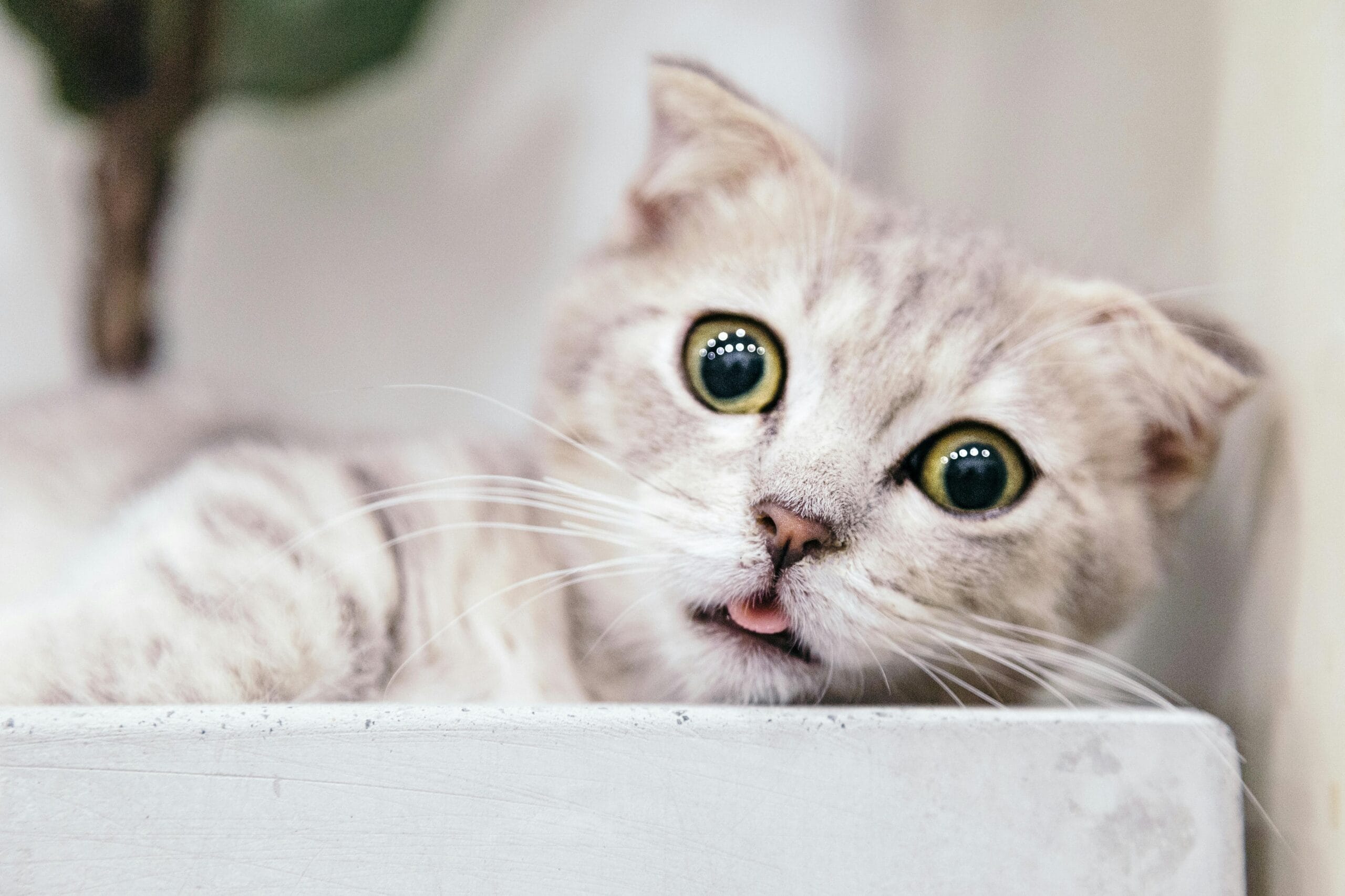 How Do You Get A Kitten To Stop Biting