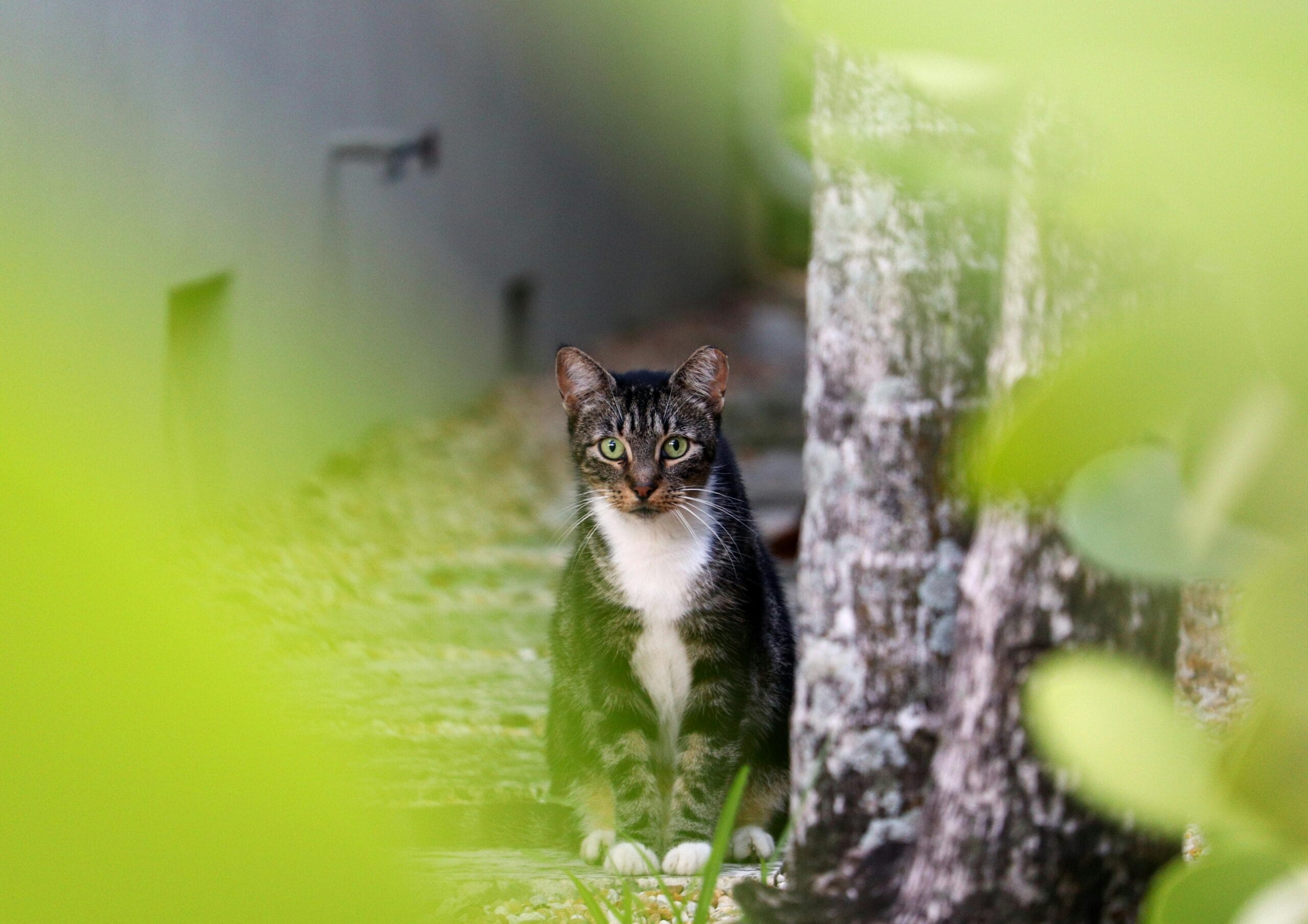 Why Dose Kitten No Lonnger Riendly With Sibling Cats