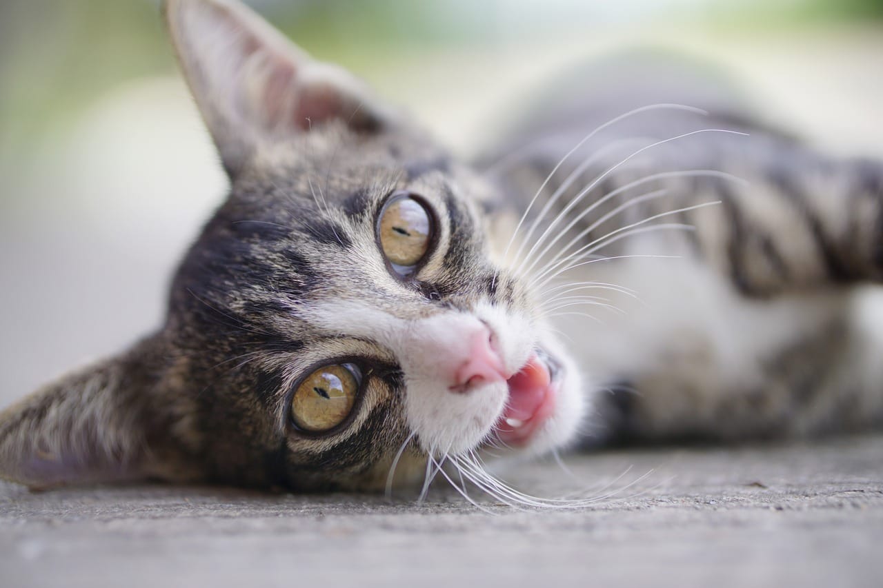 When Do Kittens Eyes Open