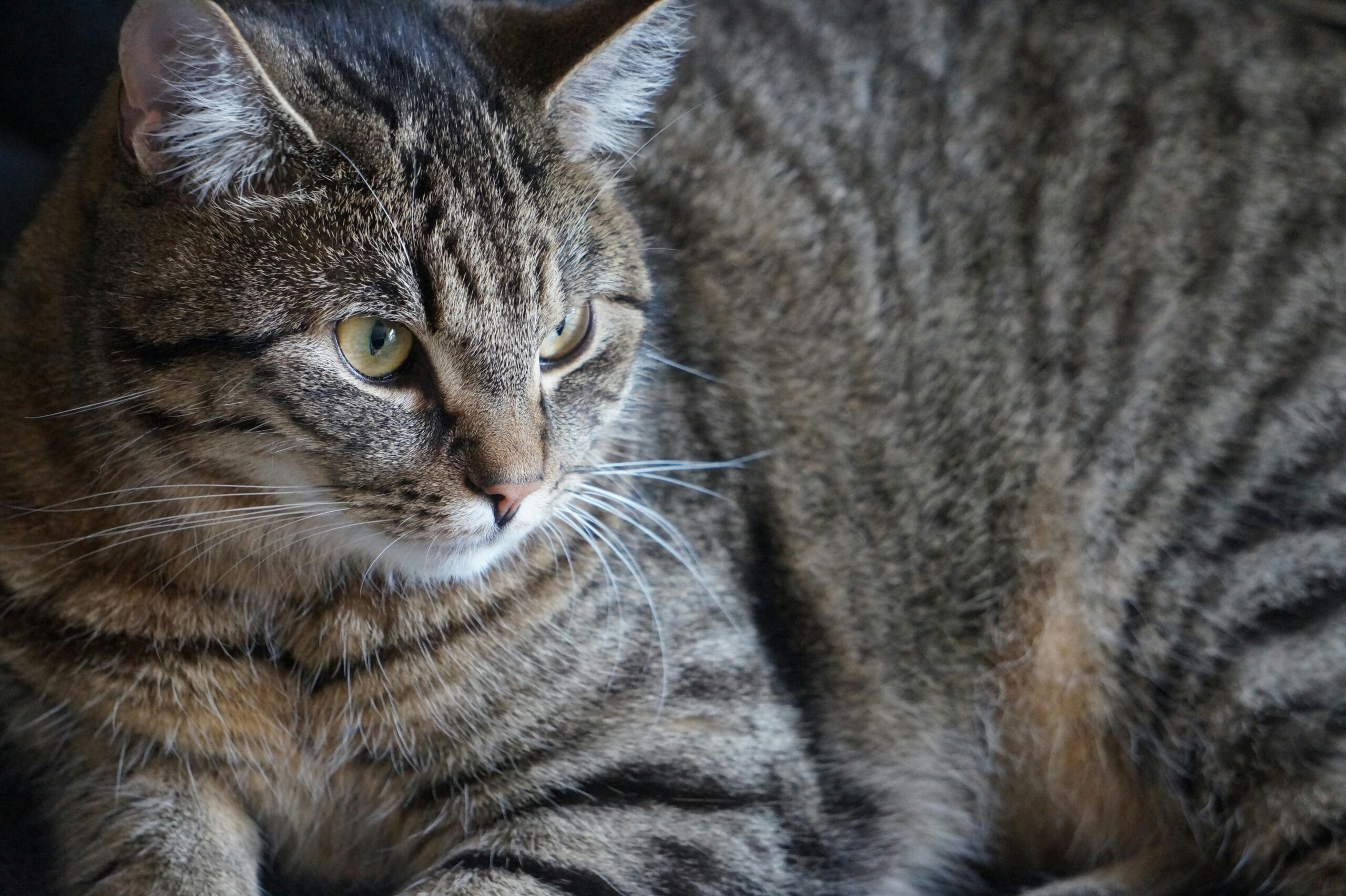 How To Tell How Old Kitten Is