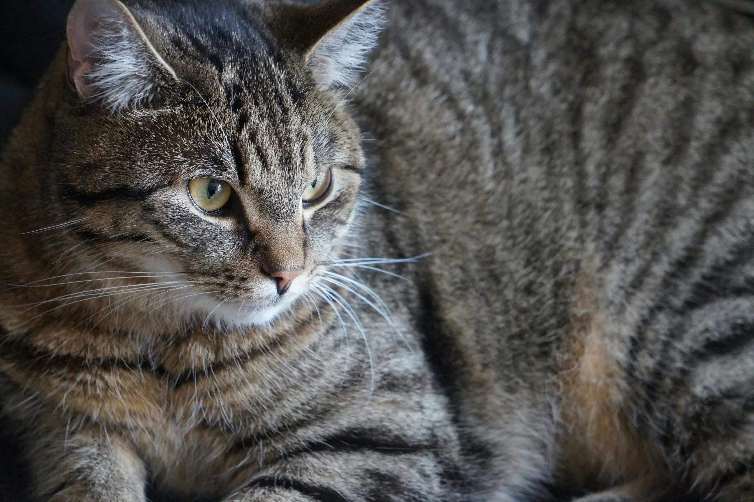 How To Tell How Old Kitten Is