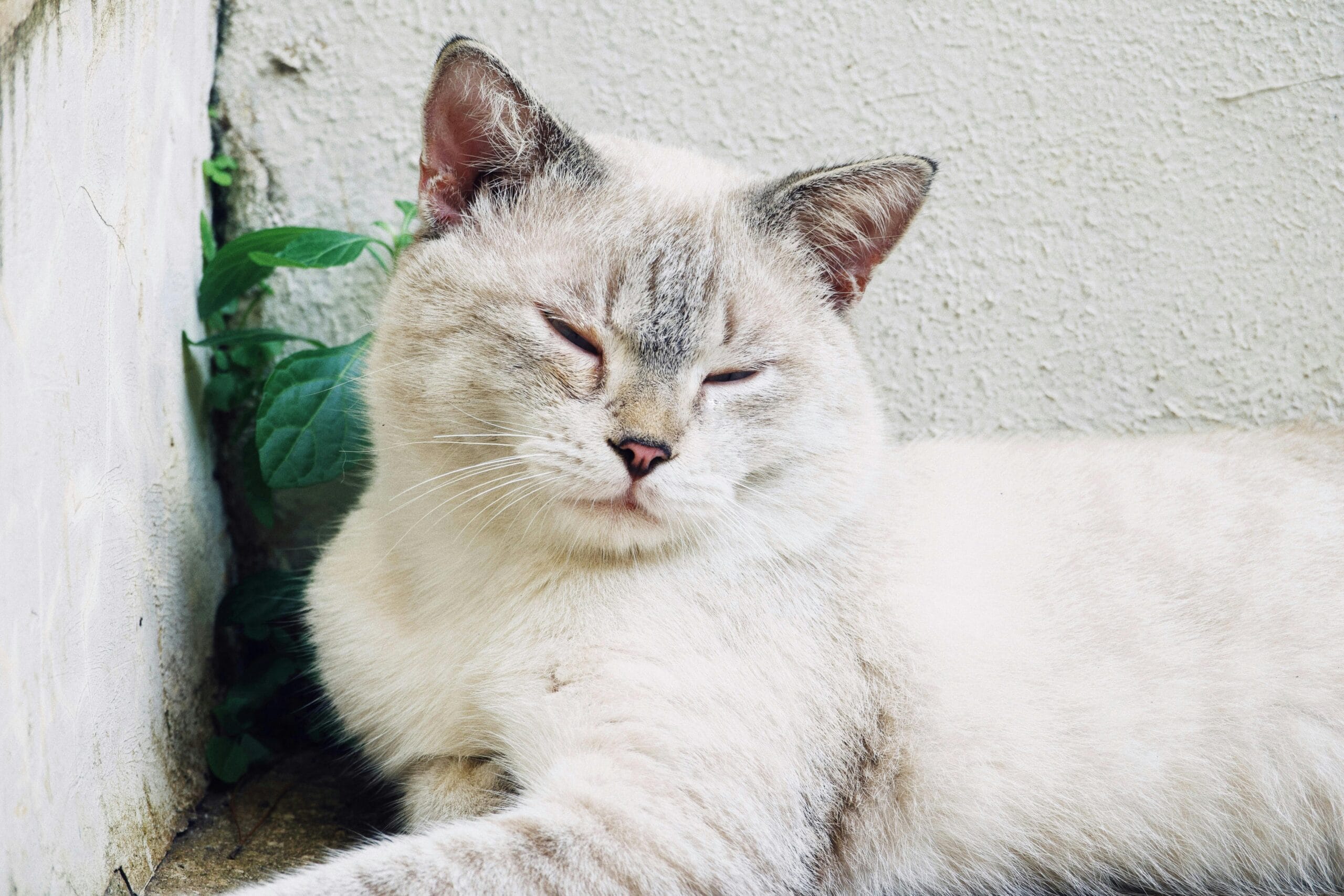 How To Tell If A Kitten Is Blind