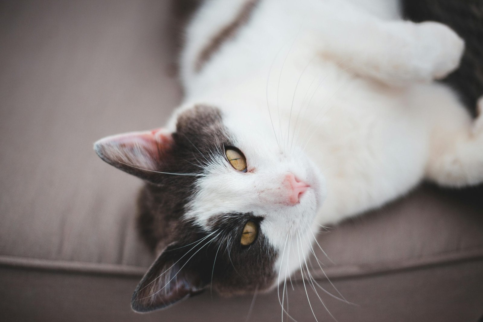 When Do Kitten Eyes Open