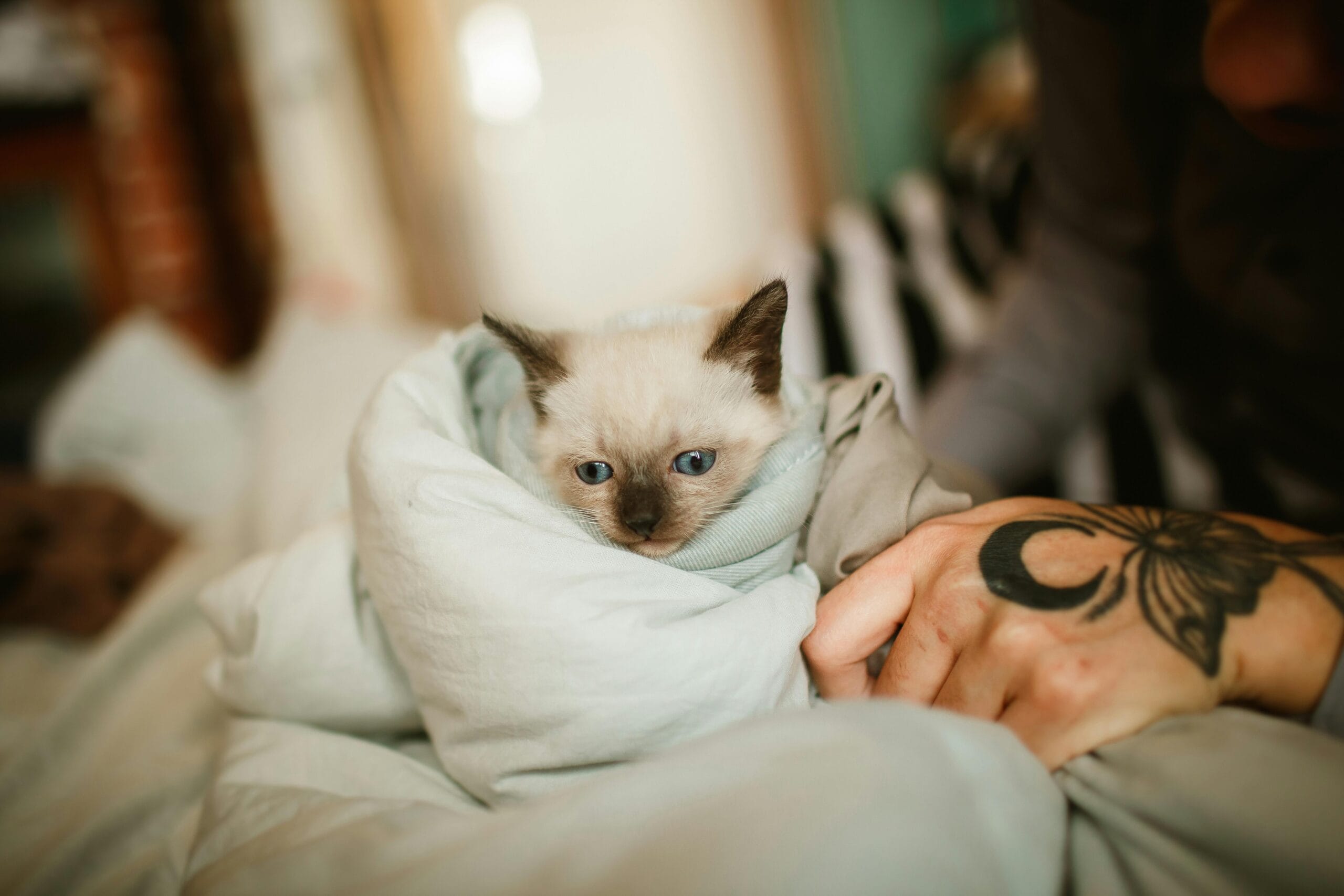 How Much Does It Cost To Neuter A Kitten