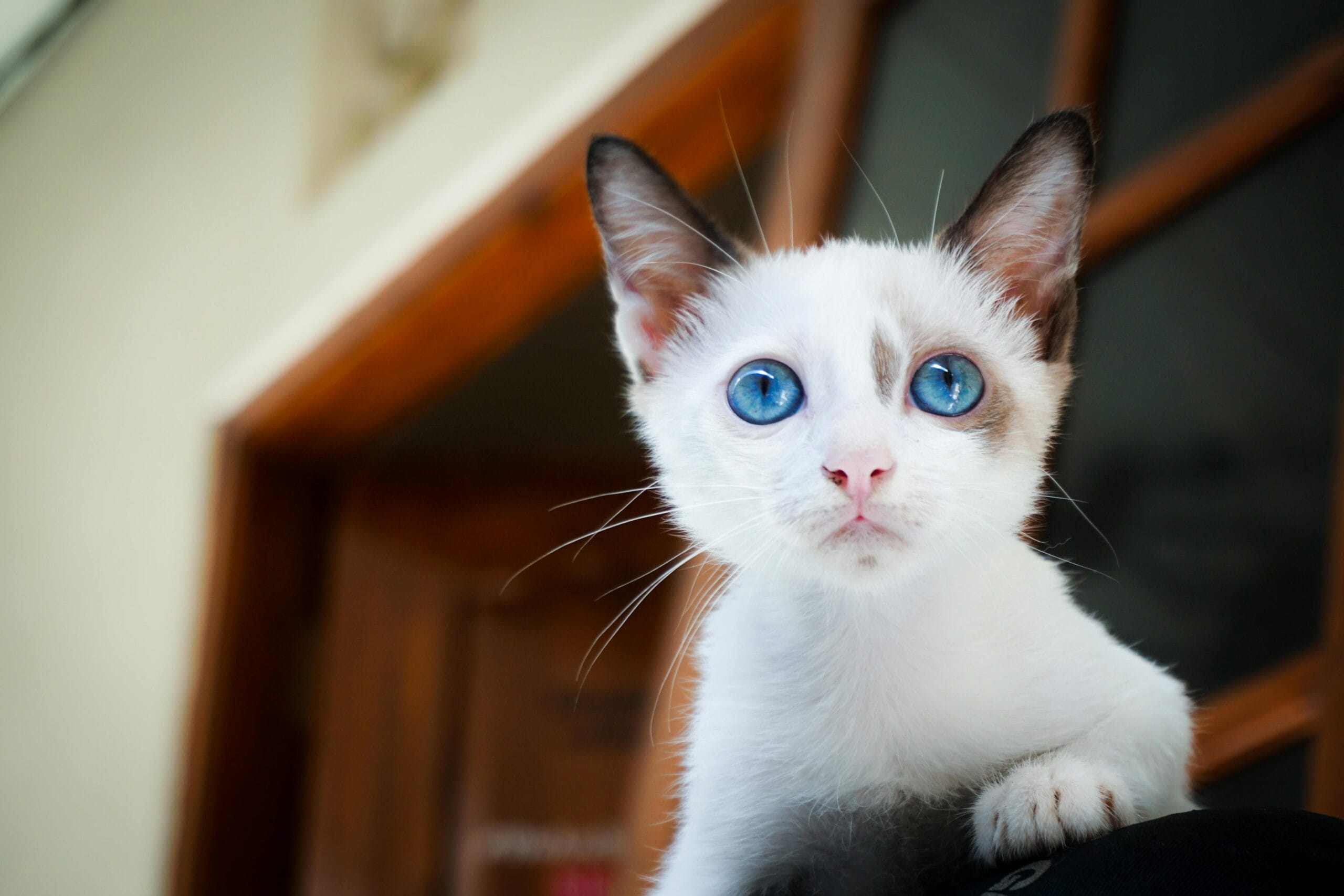 How To Bond With A Kitten