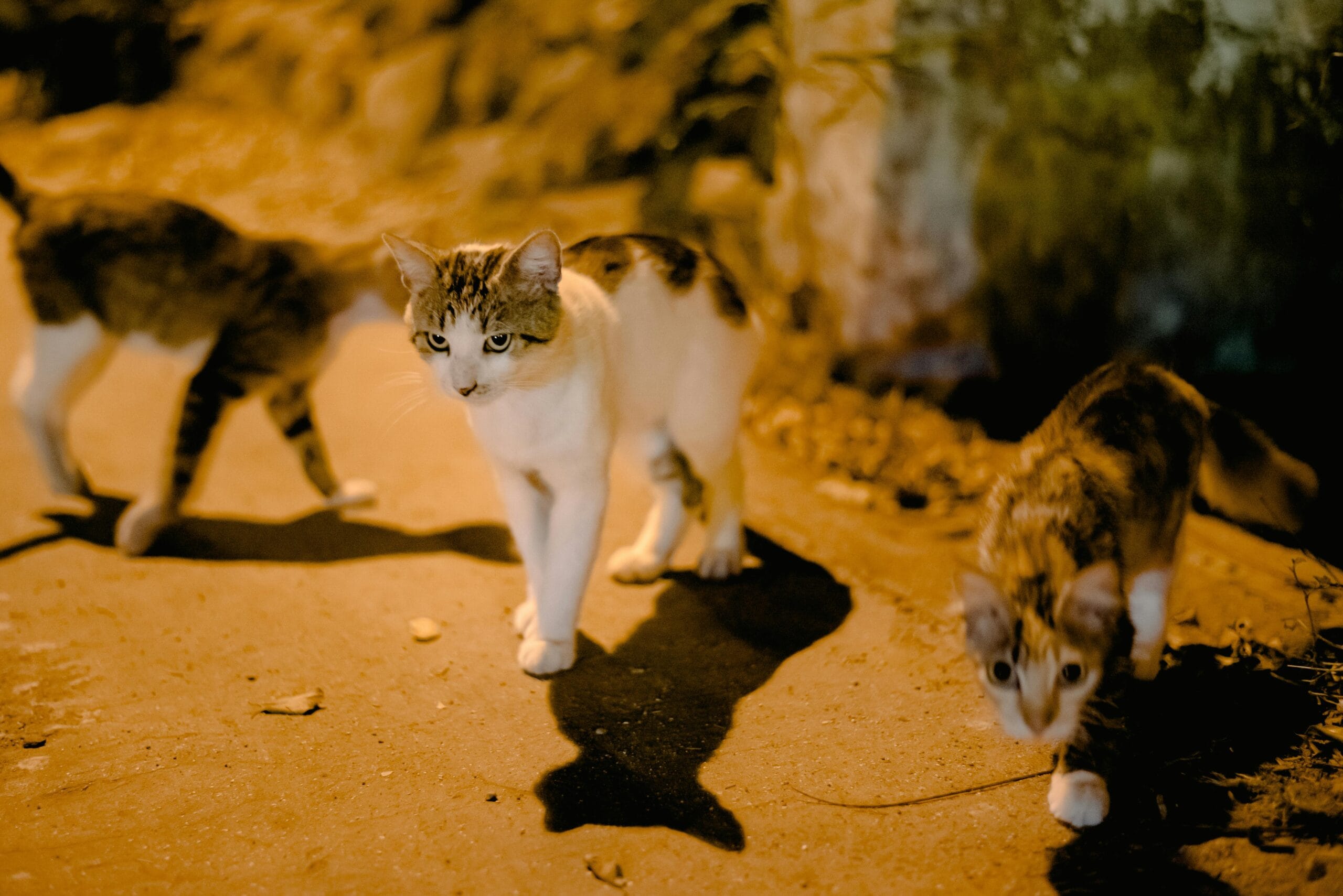 How To Get Your Kitten To Stop Biting