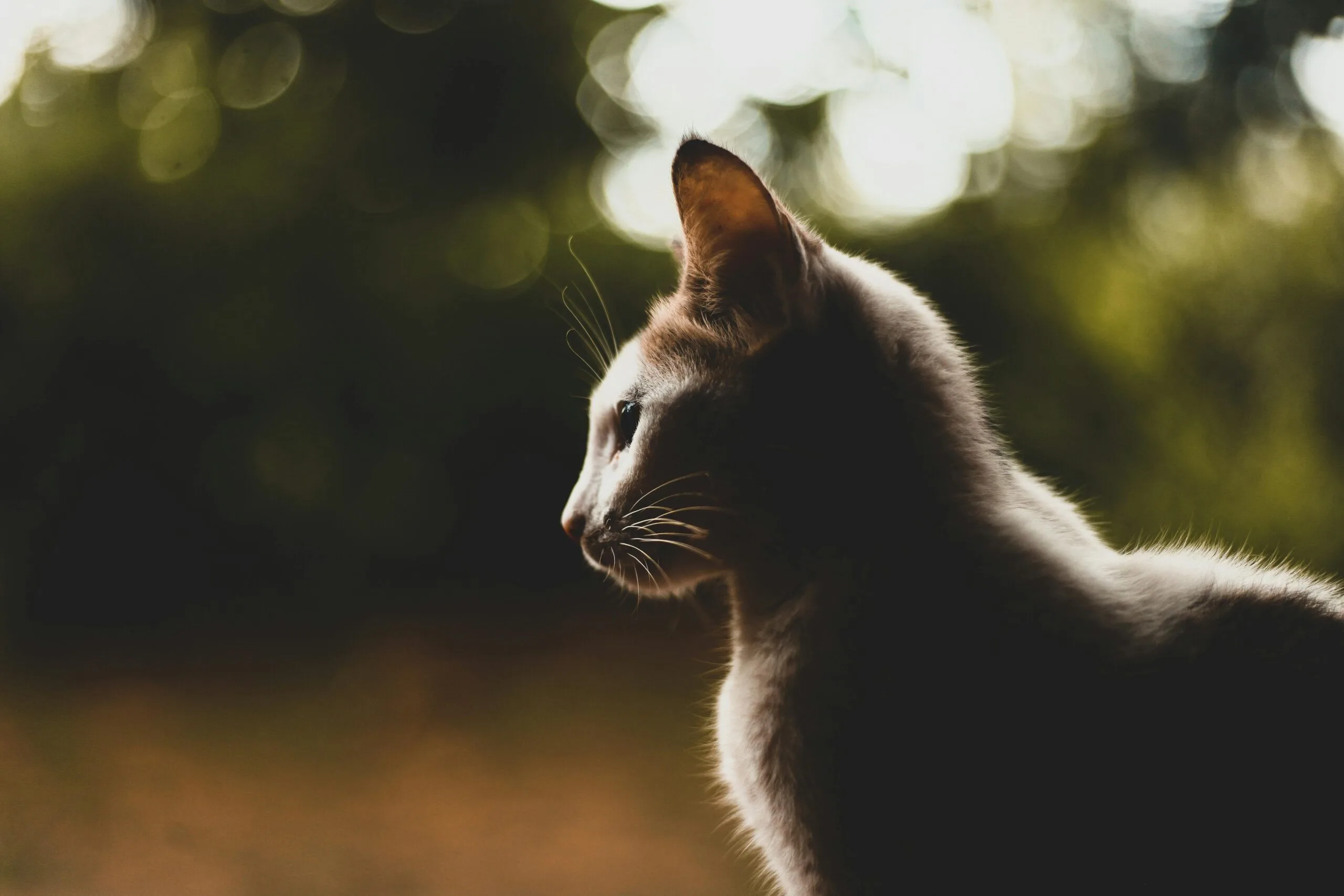 When Do Kittens Eyes Open