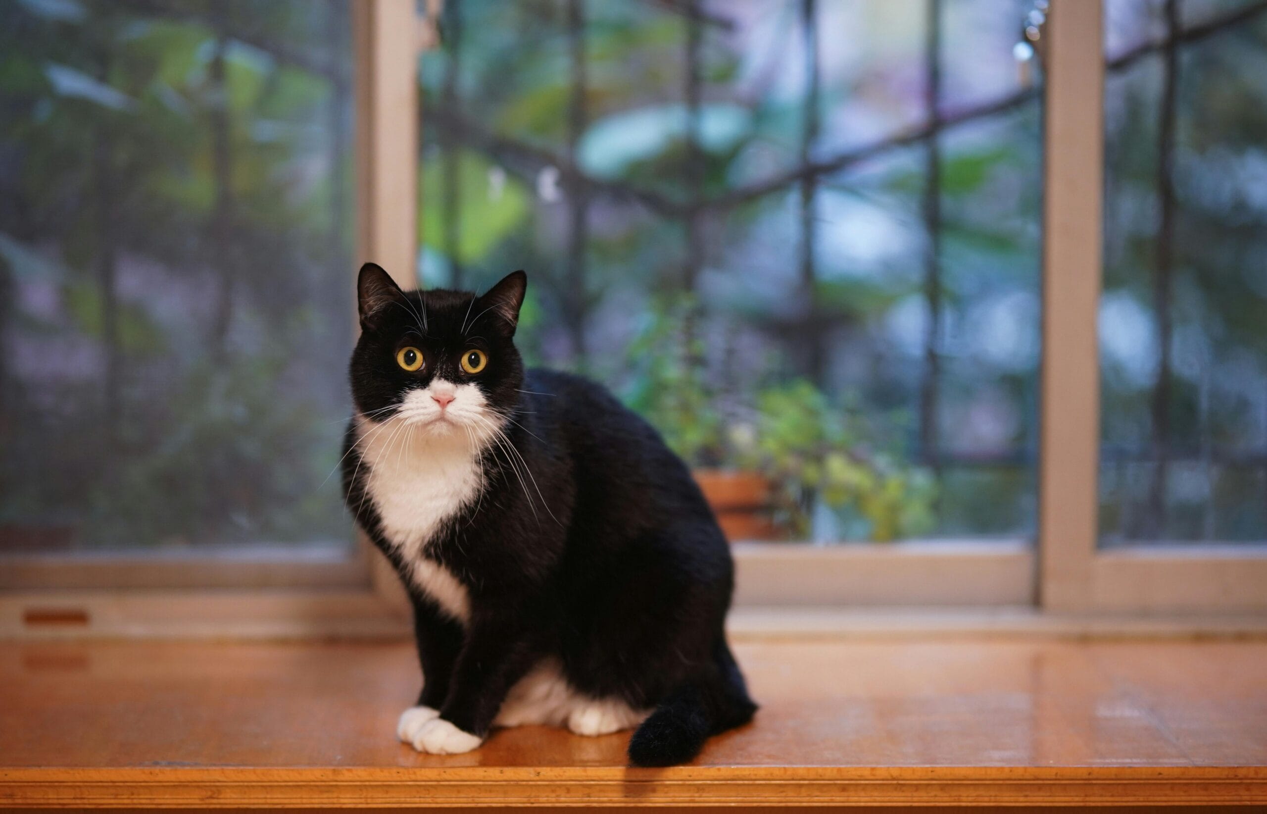 When Do Kittens Get Neutered