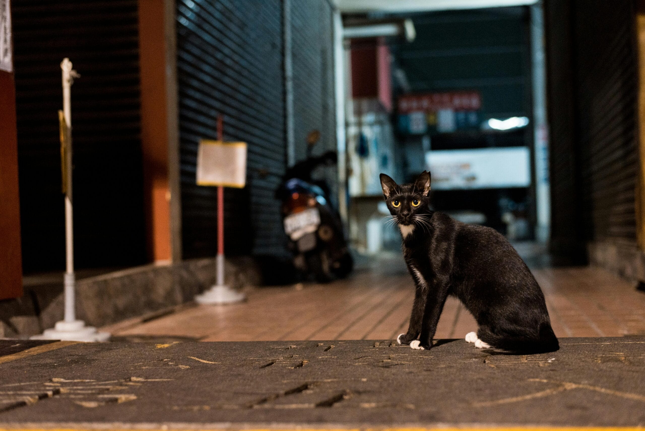 Why Do Cats Move Their Kittens