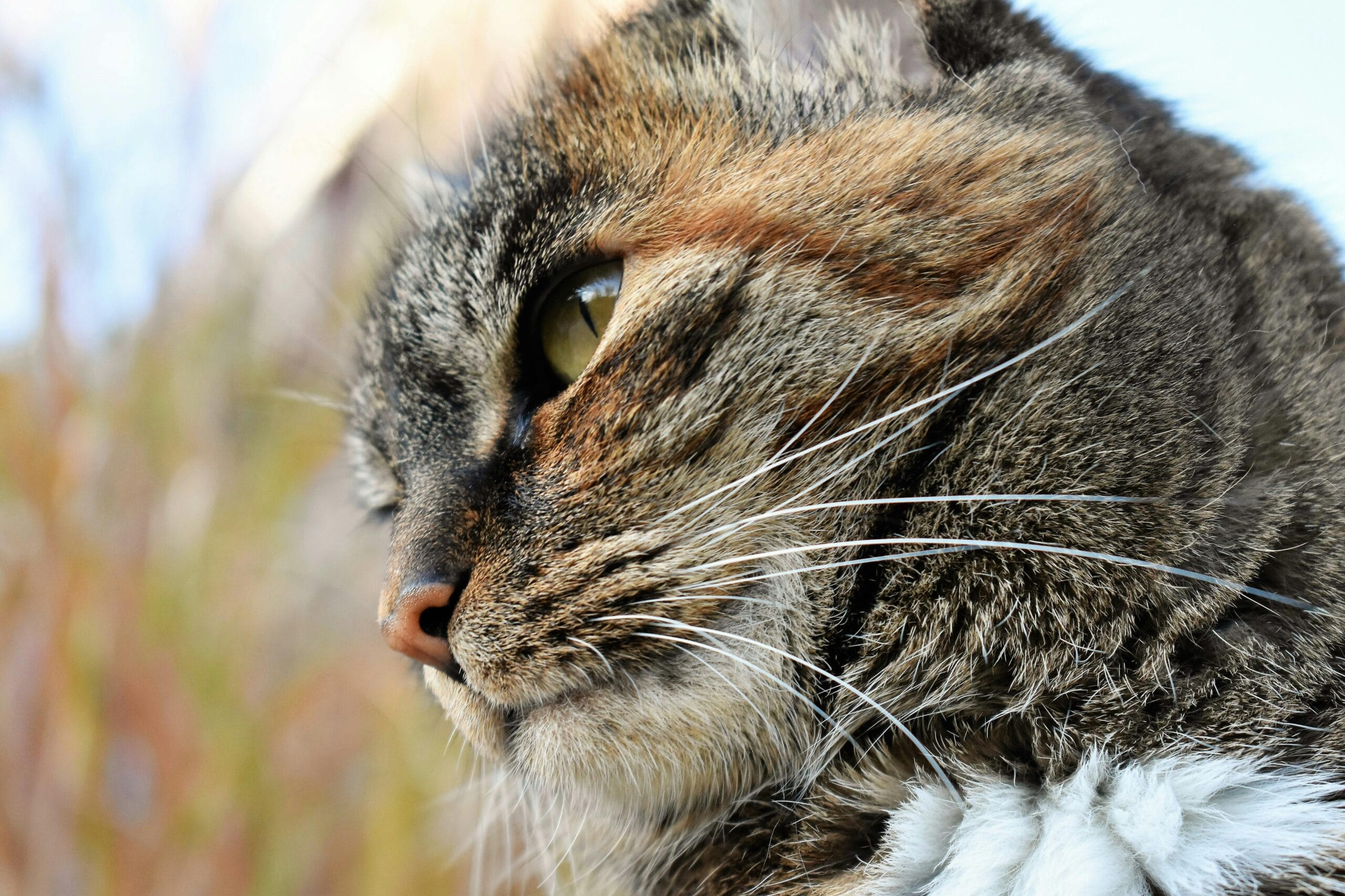 Can You Give Catnip To Kittens