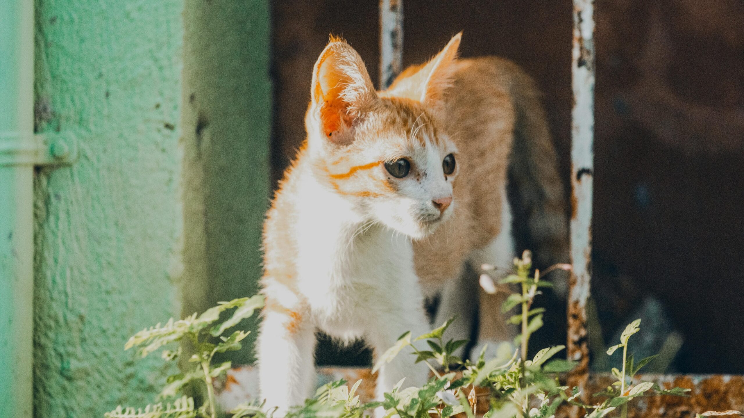 When Can Kittens Be Neutered Spayed