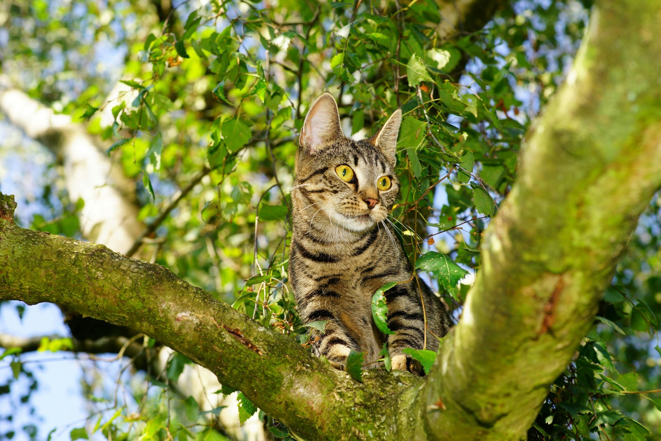How To Catch A Feral Cat With Kittens