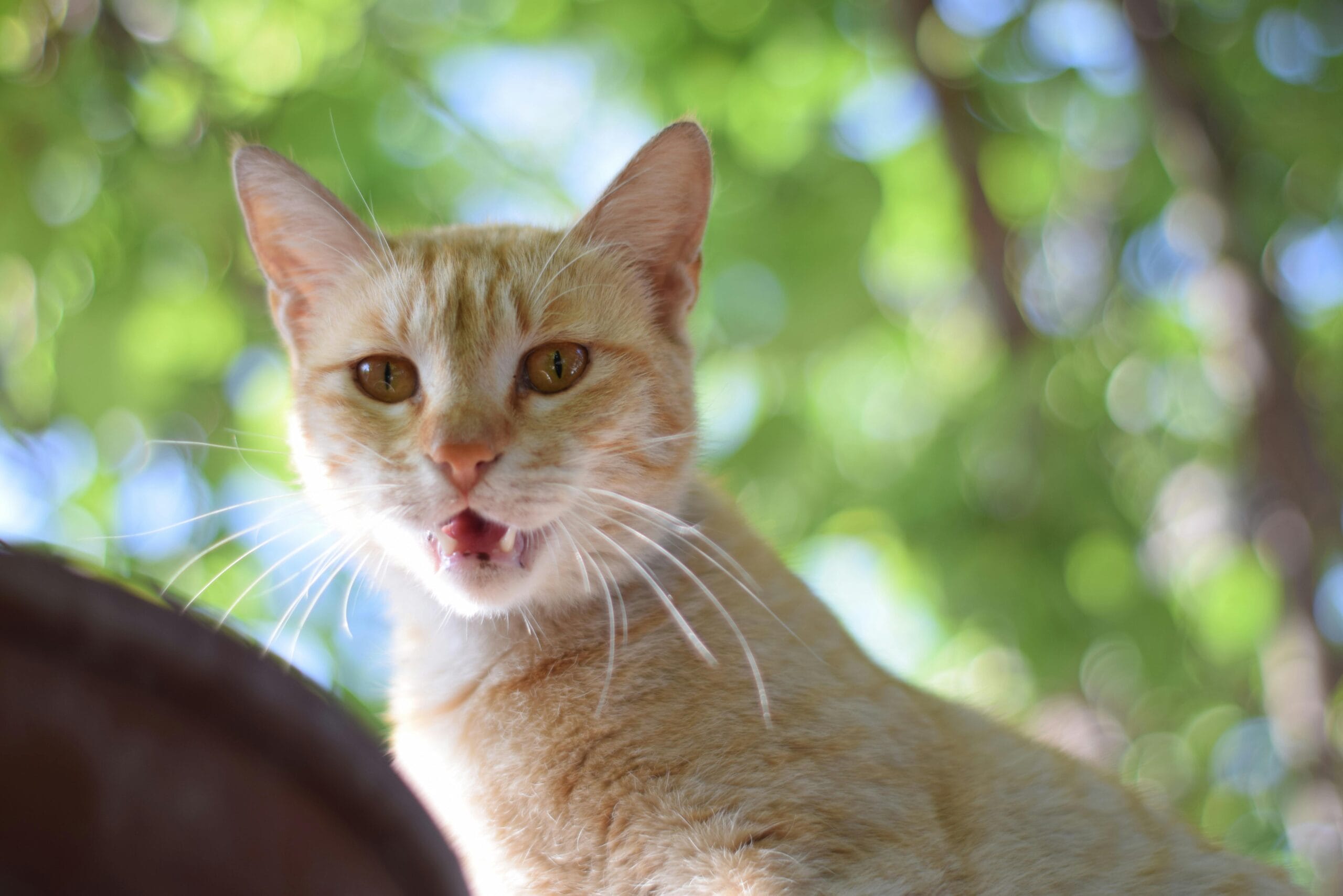 Can Kittens Eat Adult Cat Food