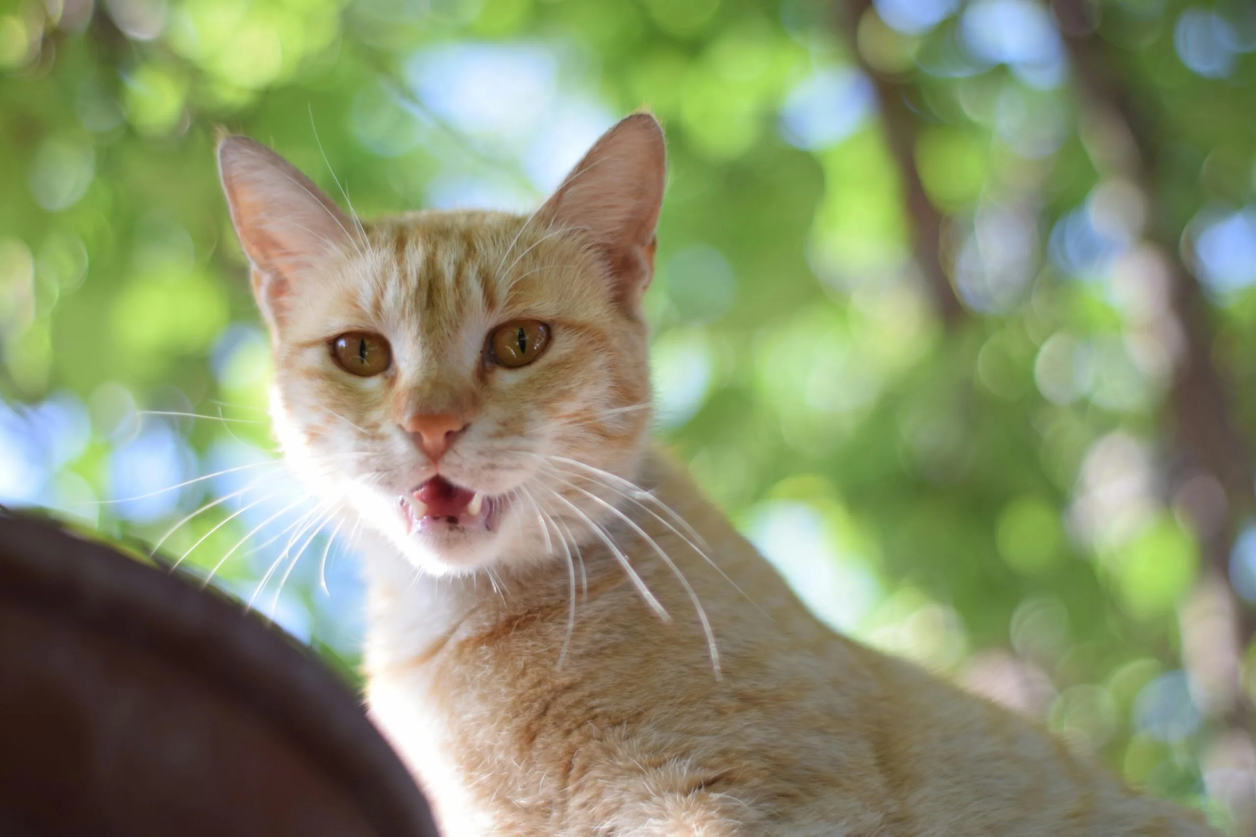 Can Kittens Eat Adult Cat Food