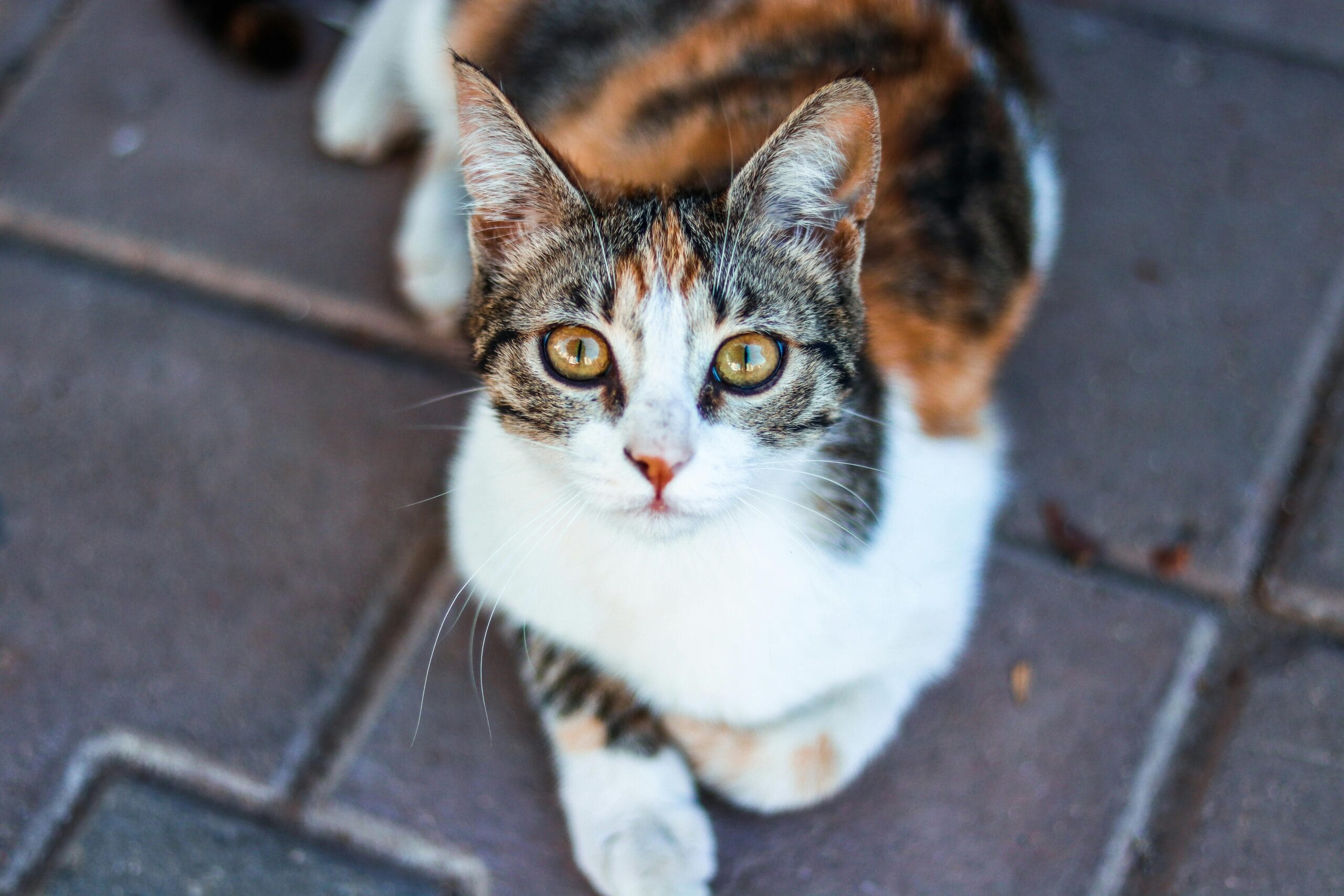How Much Does It Cost To Euthanize A Cat