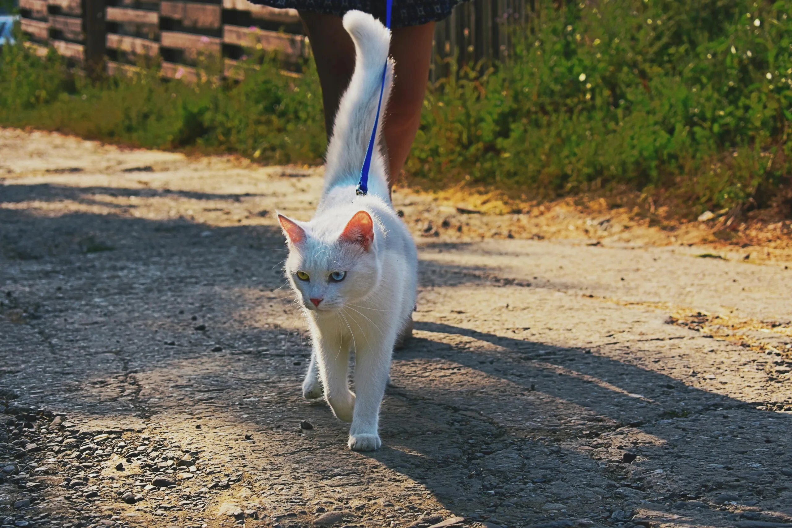 Can You Give Your Cat Vaccinations At Home