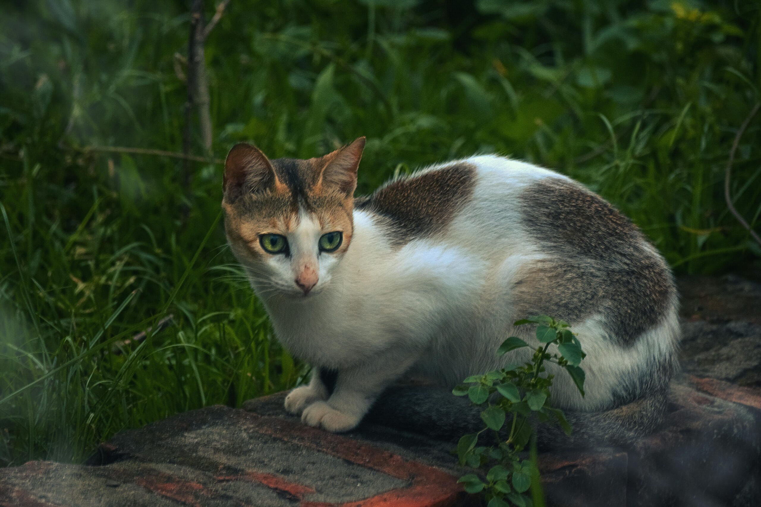 Can You Train Cat Like Dog