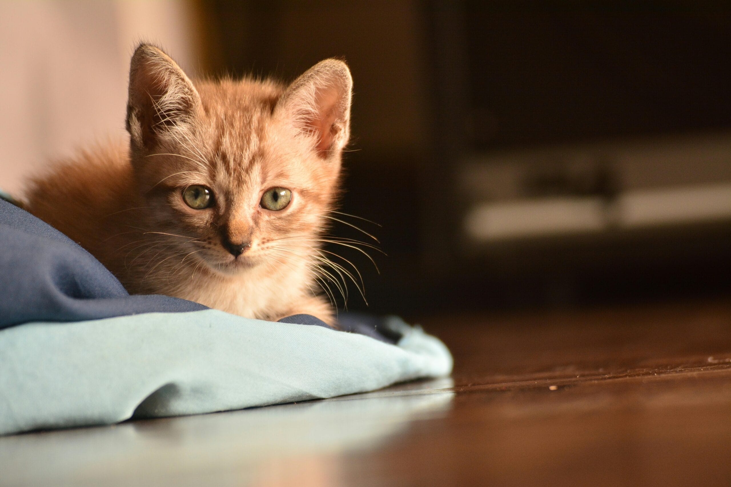 How Can You Tell If A Cat Has Rabies