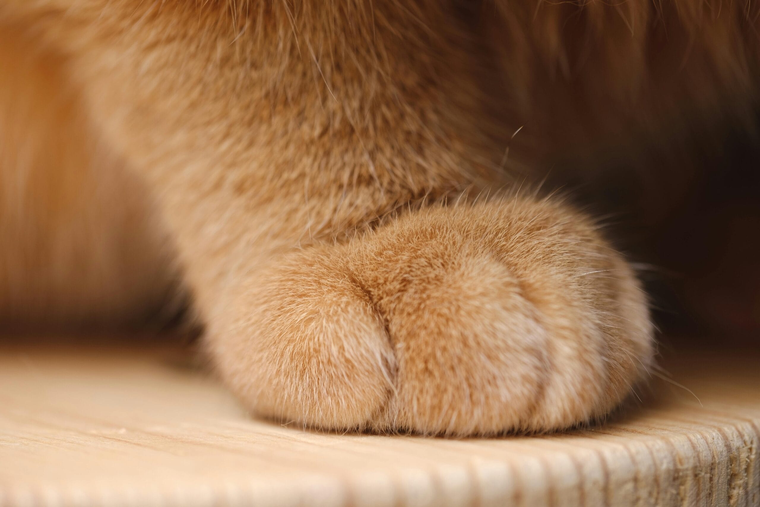How Much Does It Cost To Adopt A Cat