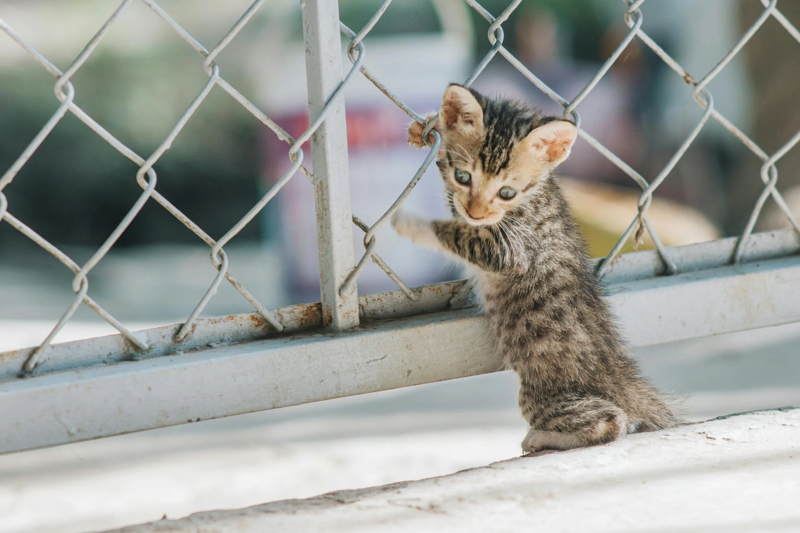 Can Kittens Eat Adult Cat Food