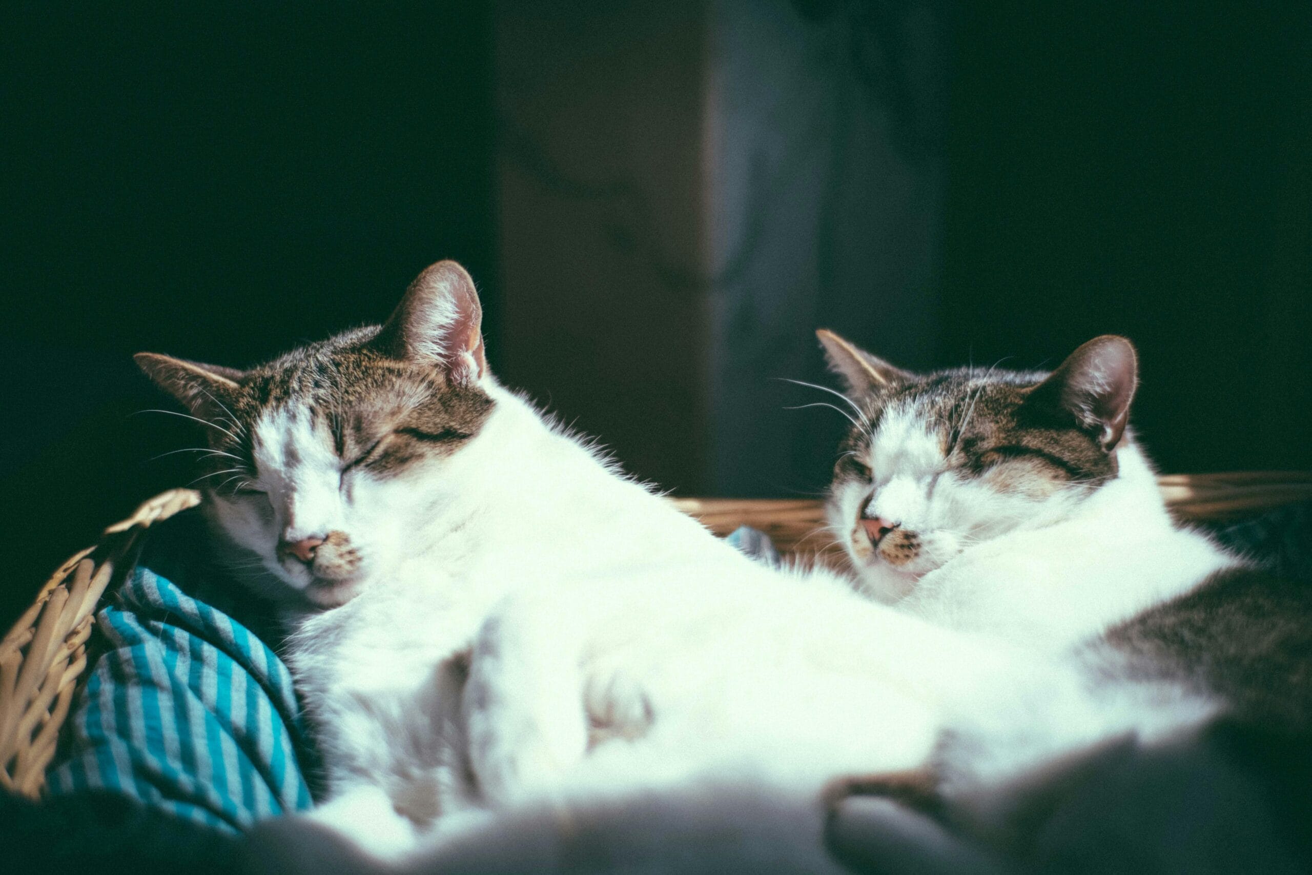 How To Make Cat Food