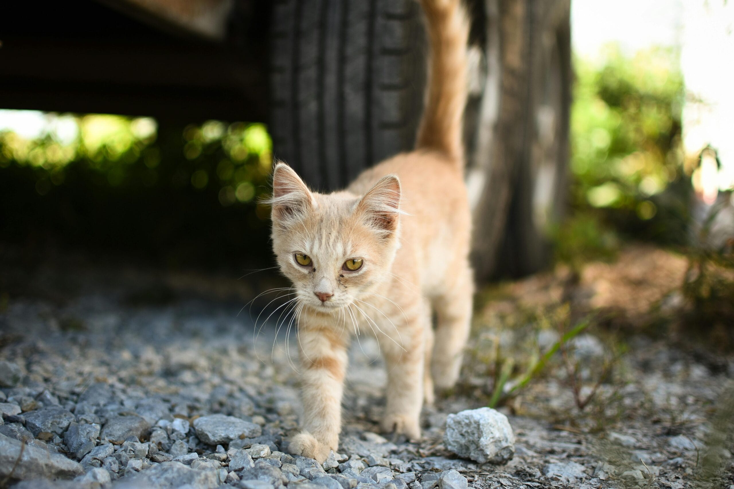 Does A Change In Cat Food Change Cat Behavior