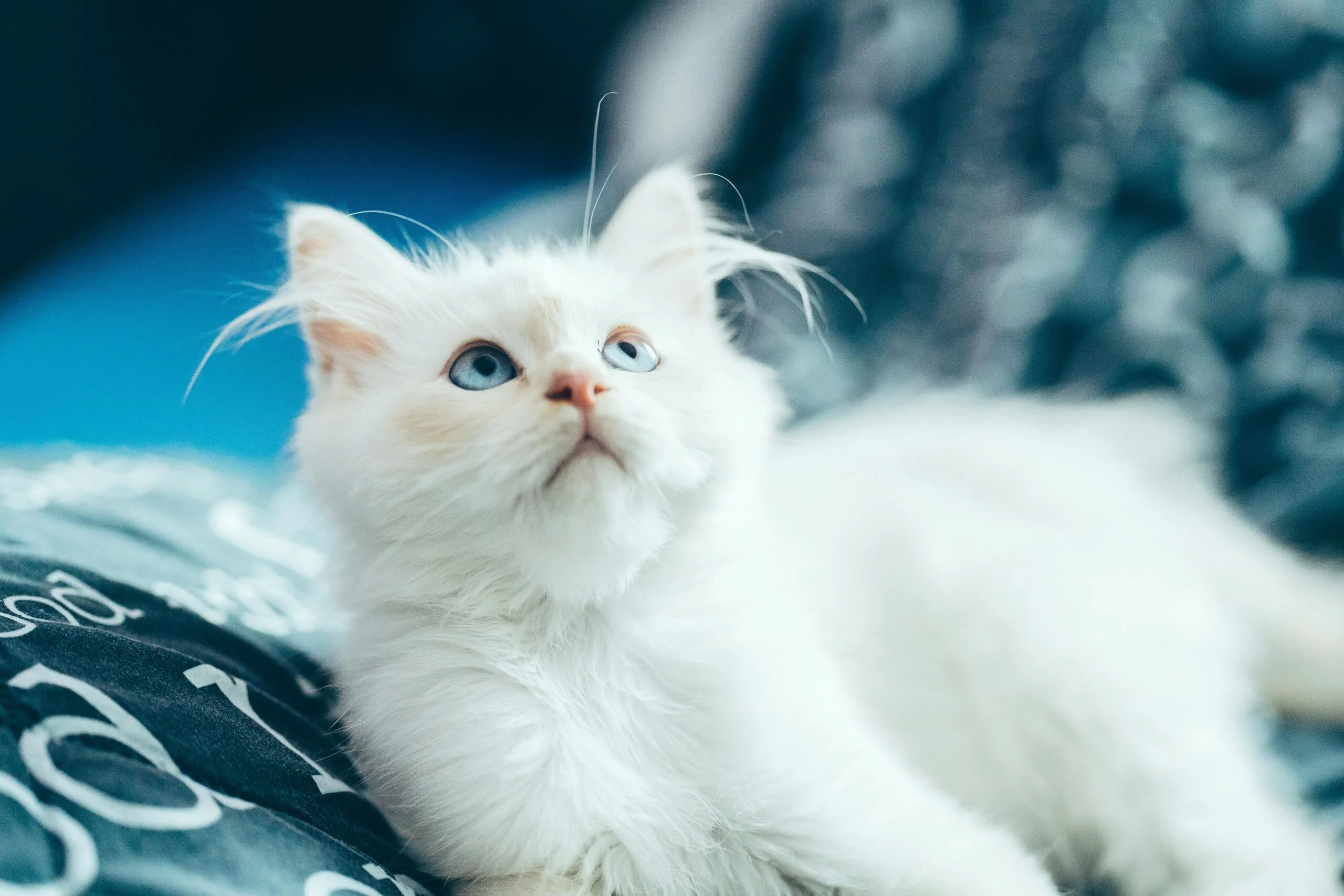 Is Purina Cat Food Good