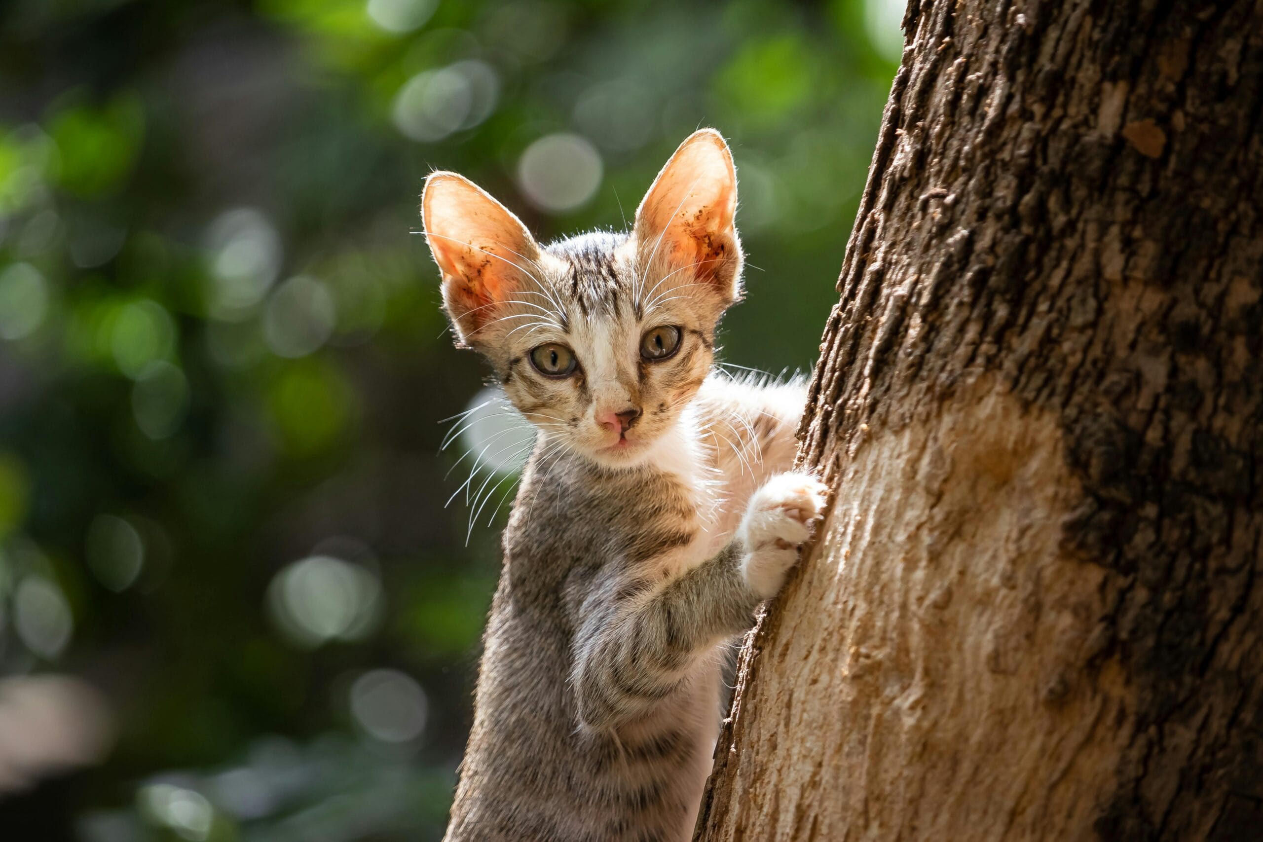 Is Tiki Cat Food Good