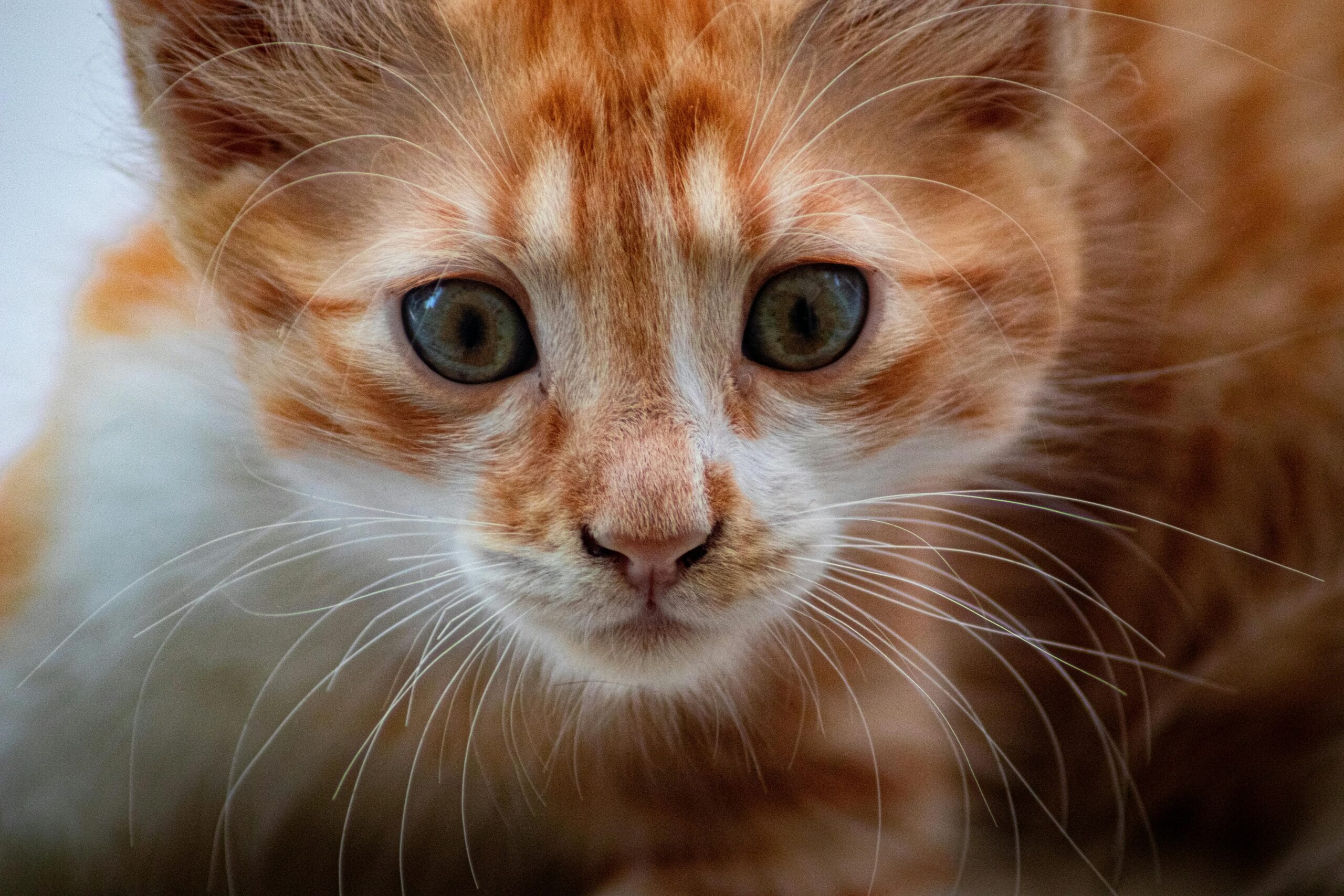 Should Kittens Eat Cat Food