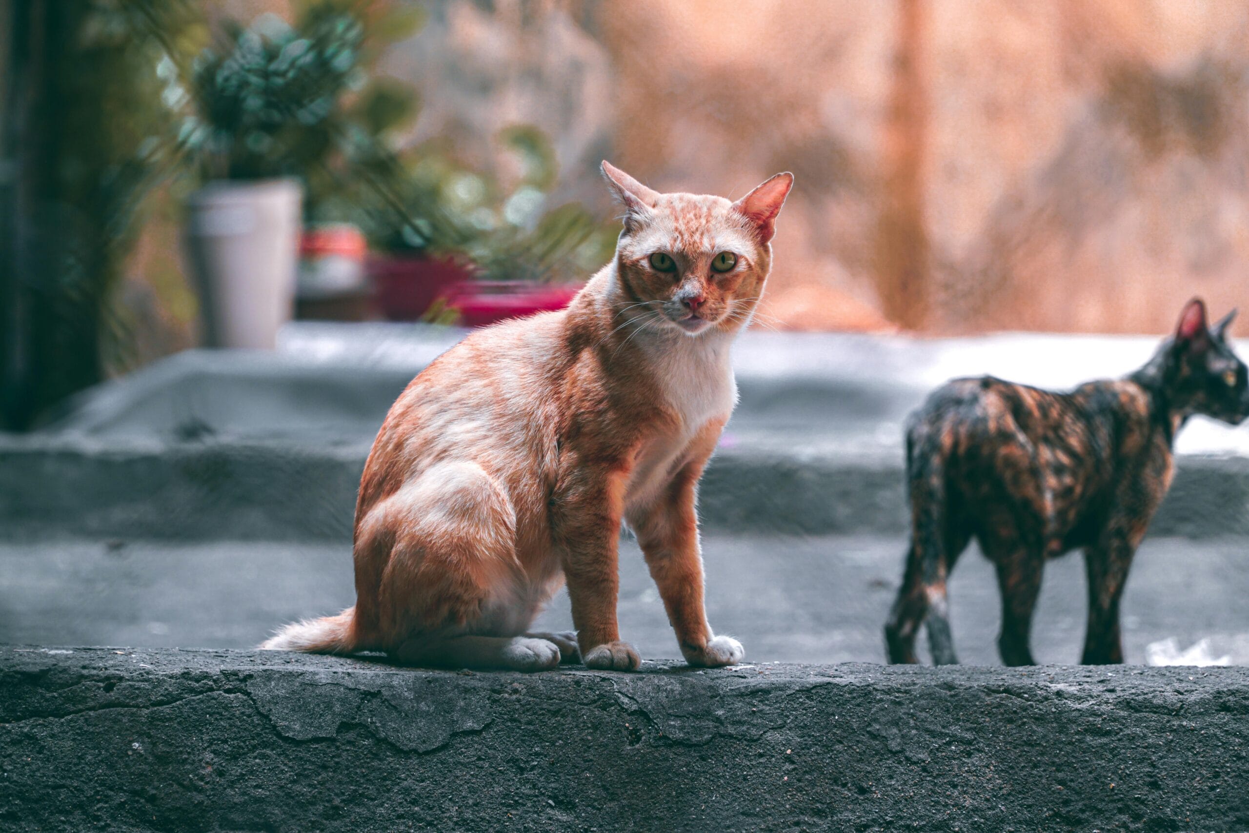 What Is The Best Dry Cat Food For Indoor Cats