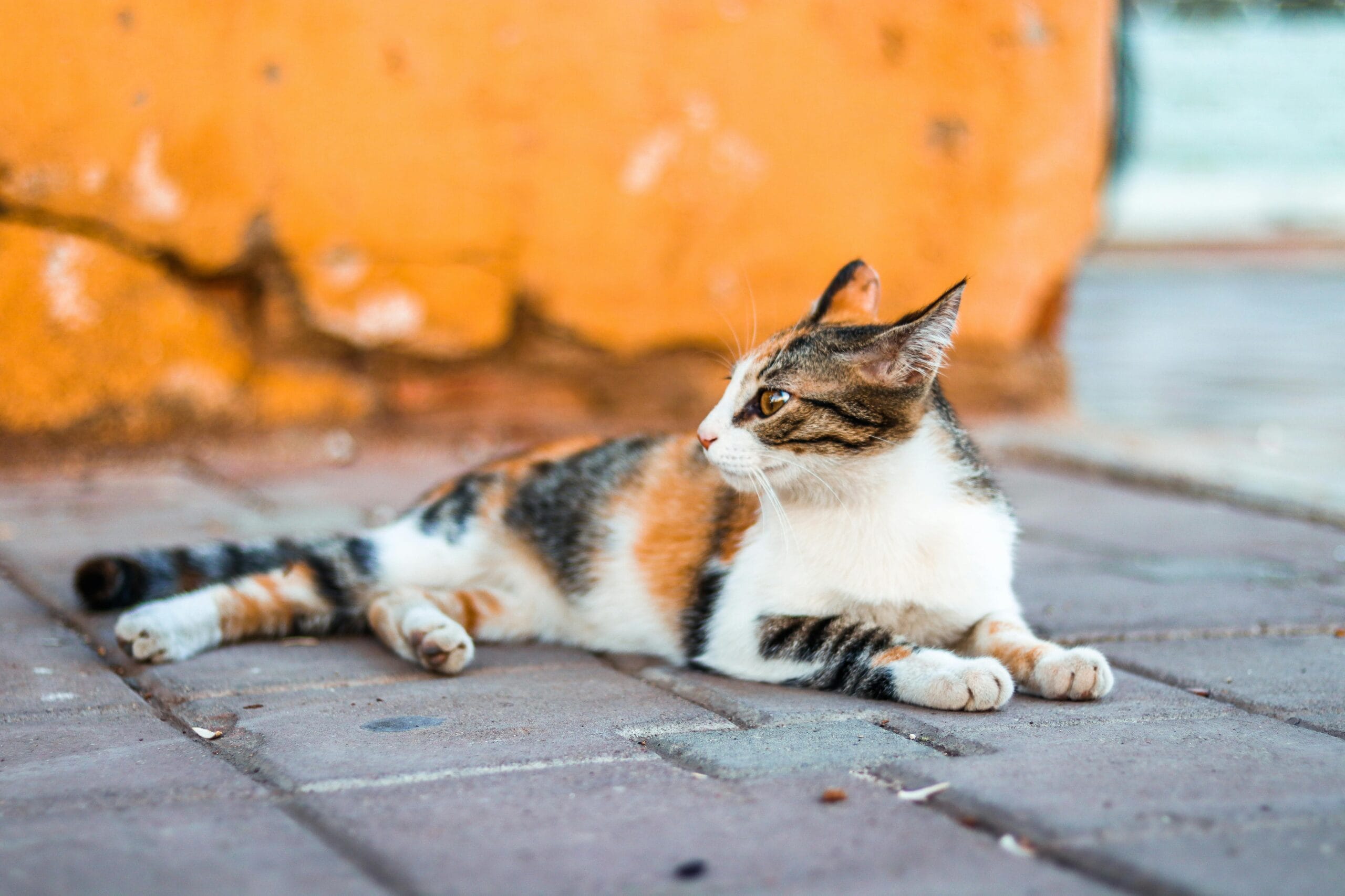 How Many Calories In Fancy Feast Petites Wet Cat Food