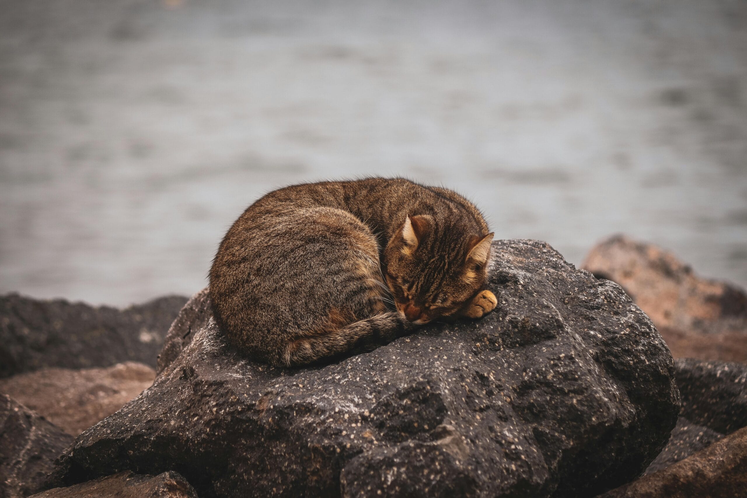 What Is Chicken Meal In Cat Food