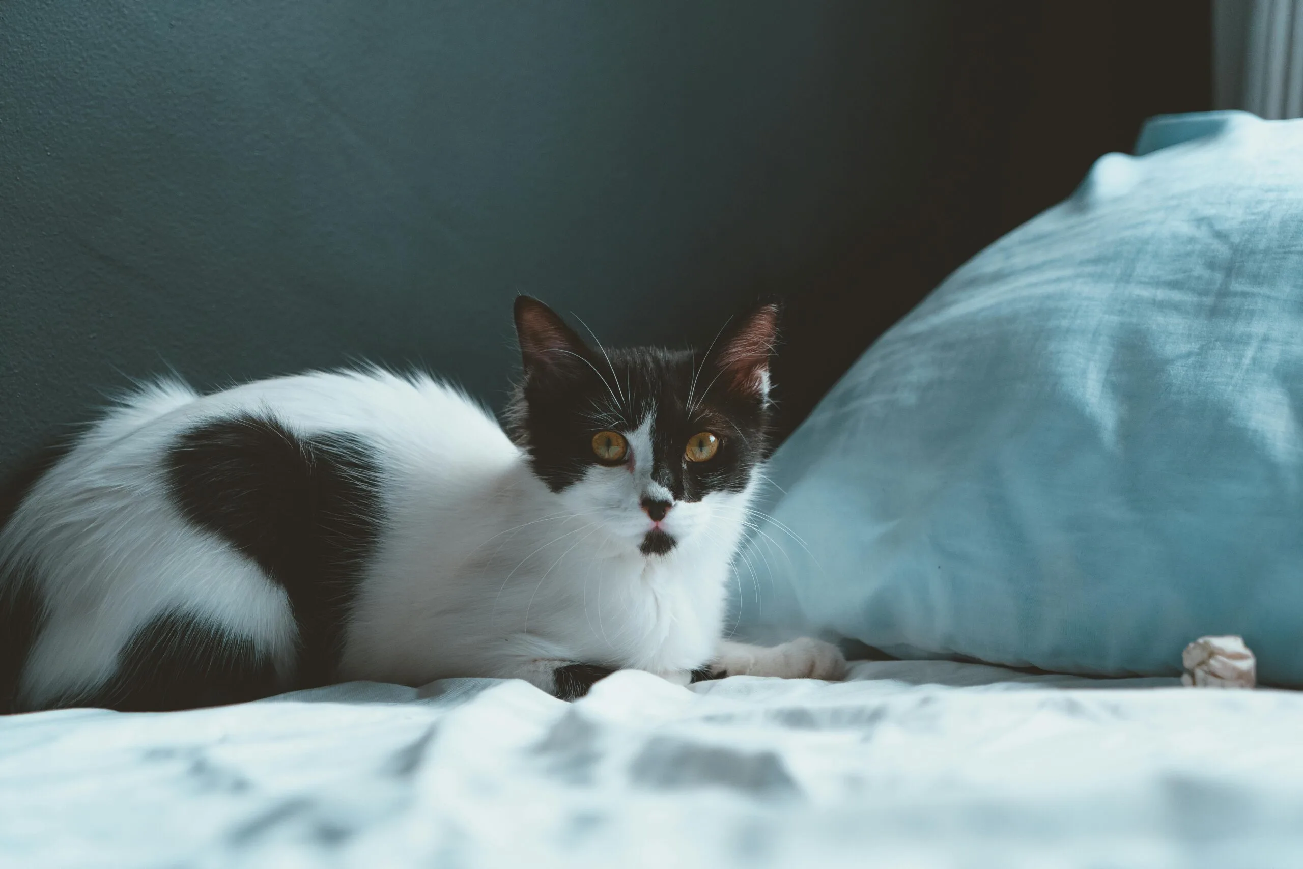 Can My Kitten Eat Adult Cat Food