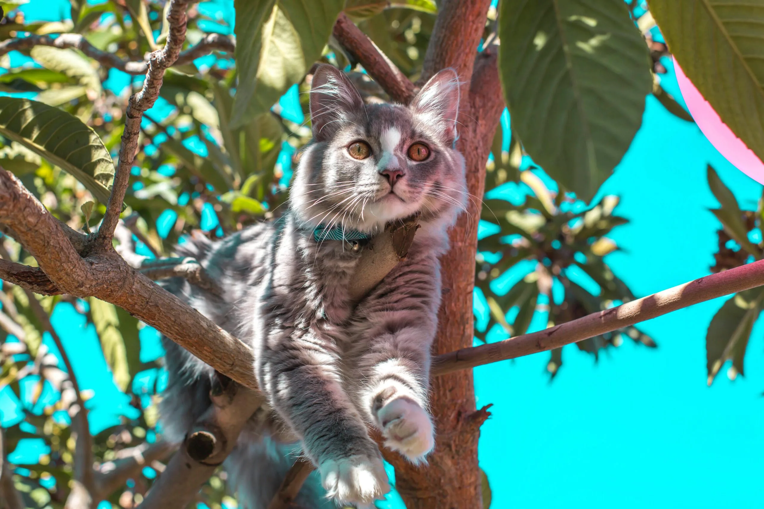 Can Cats Eat Bacon