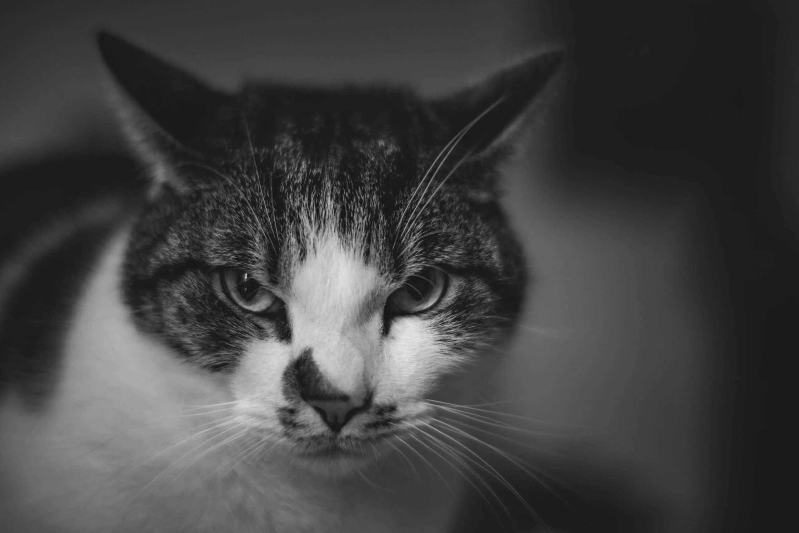 Can Cats Eat Lettuce