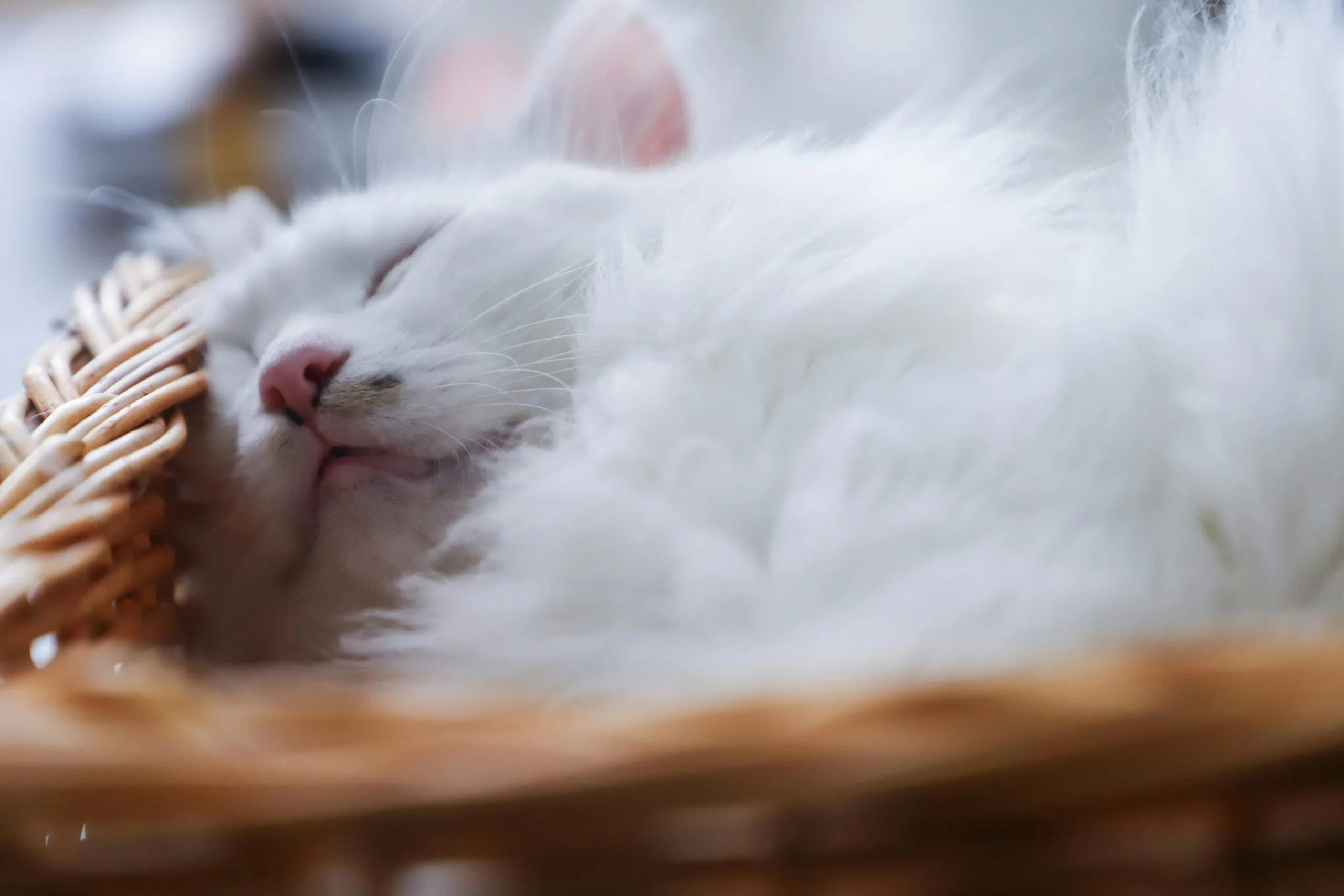 Can Cats Have Broccoli