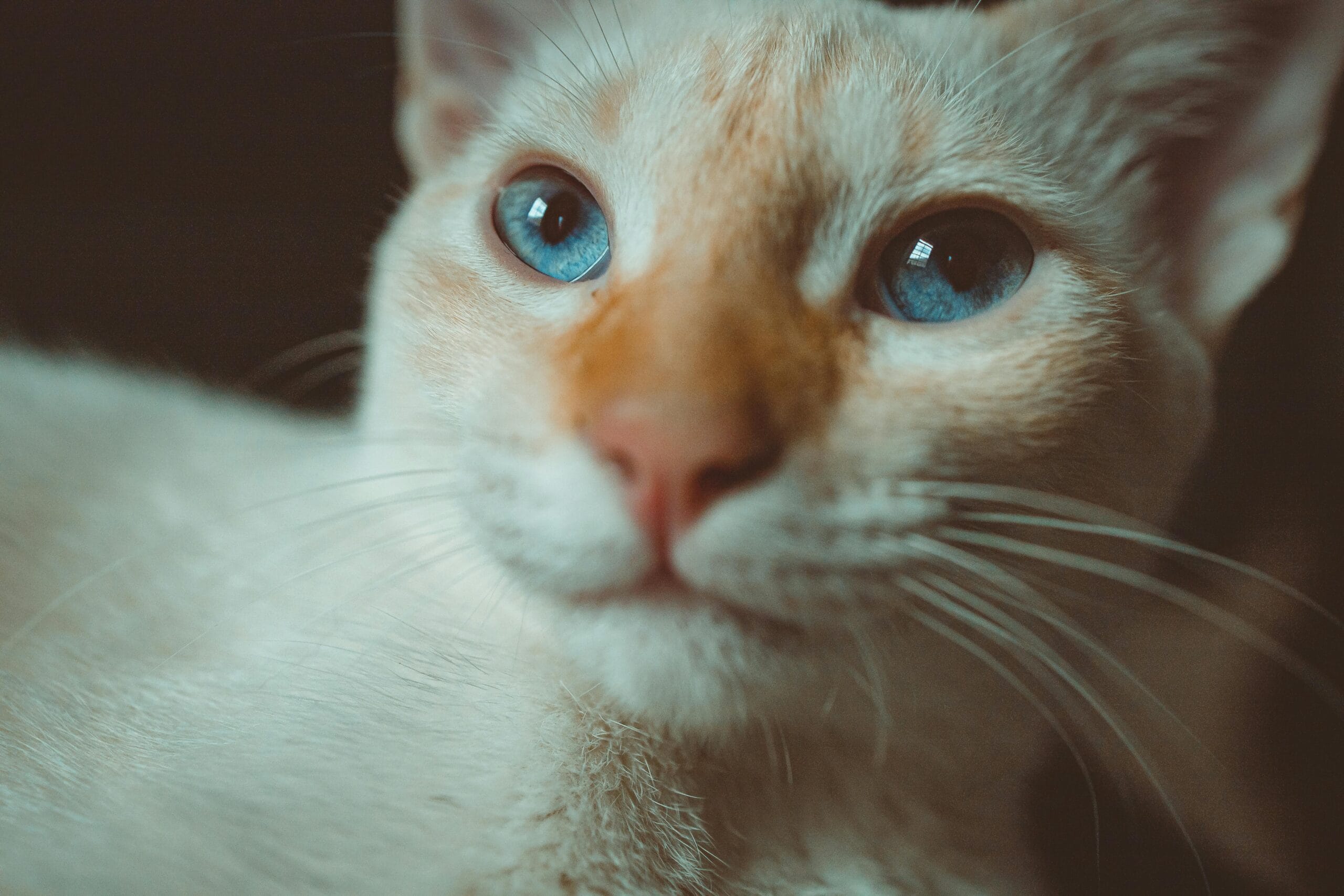 Can Cats Eat Raspberries