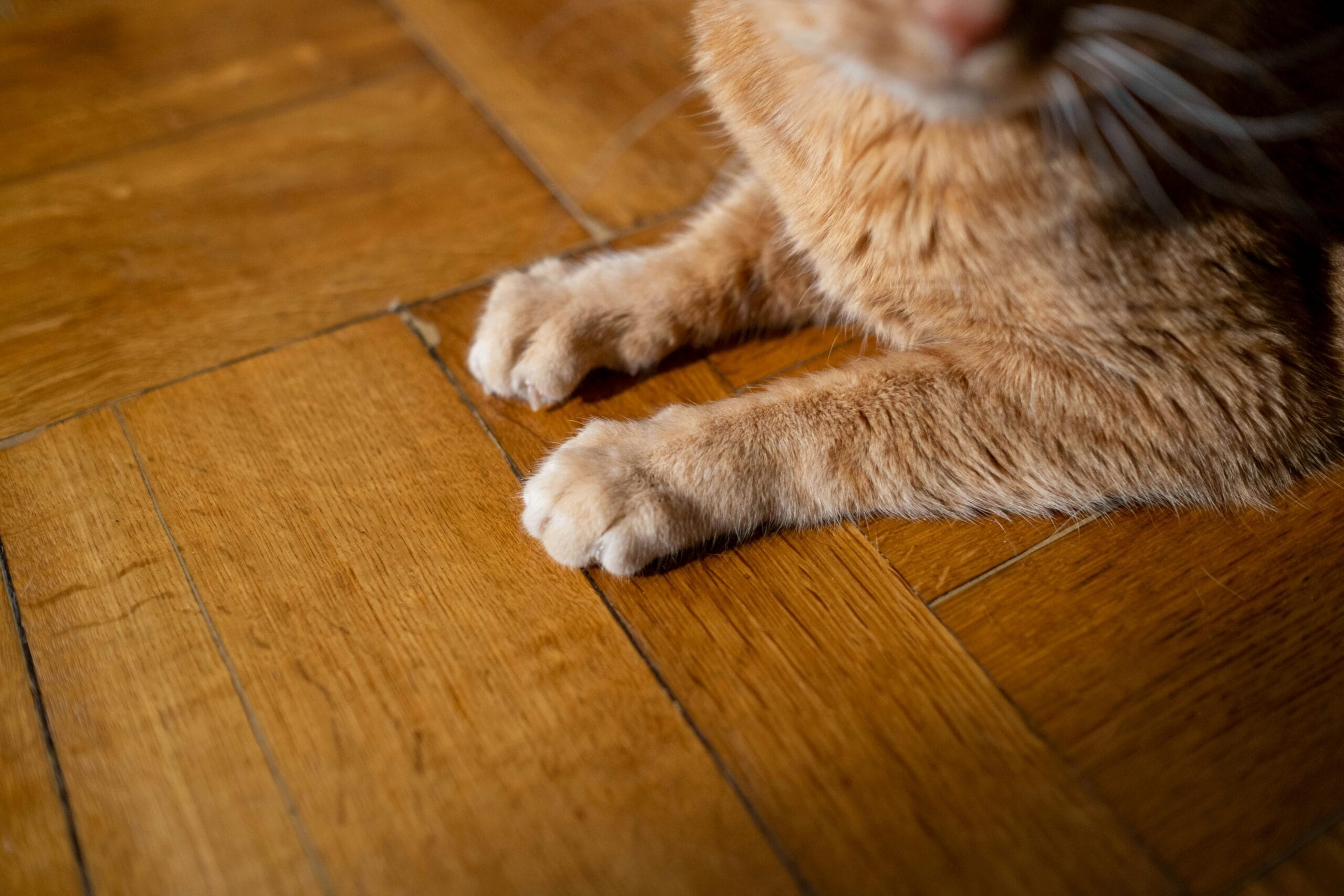 Can Cats Be Gay