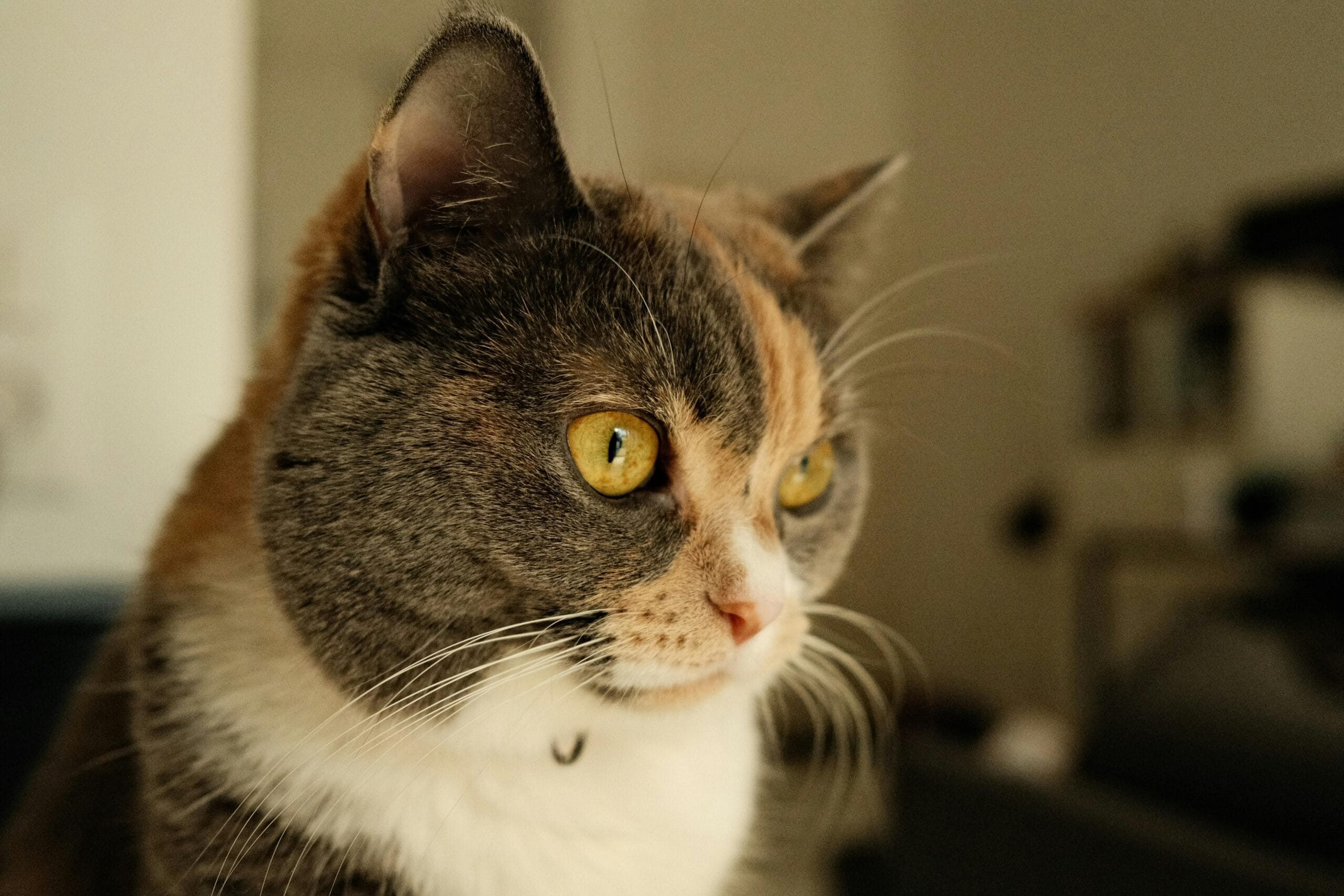 Can Cats Eat Scrambled Eggs
