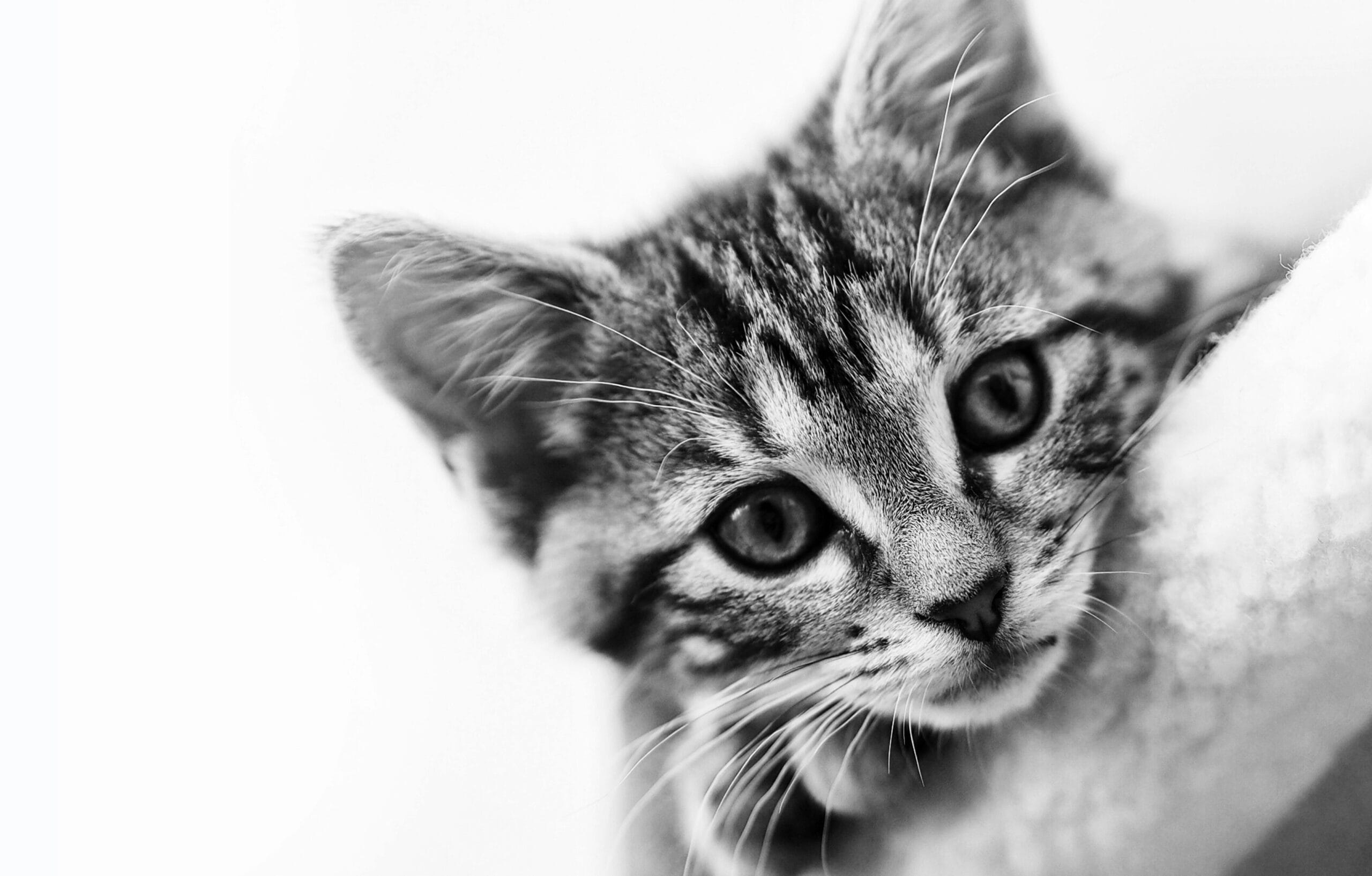 How Old Do Cats Have To Be To Get Fixed