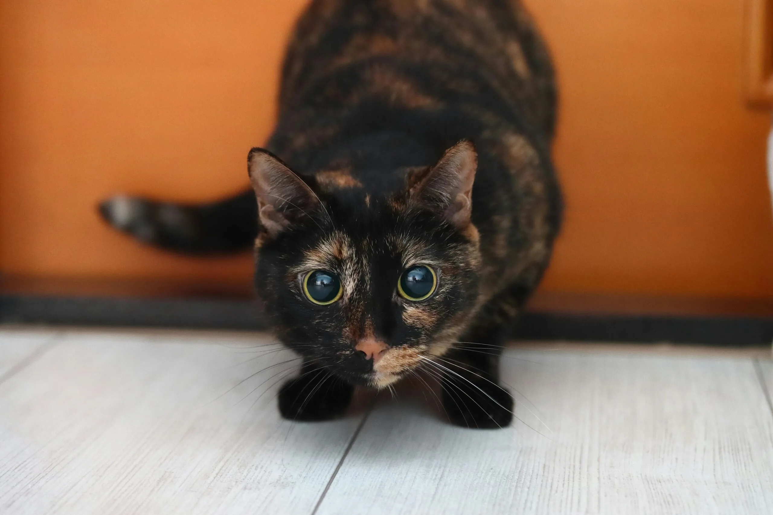 Should Cats Eat Shrimp